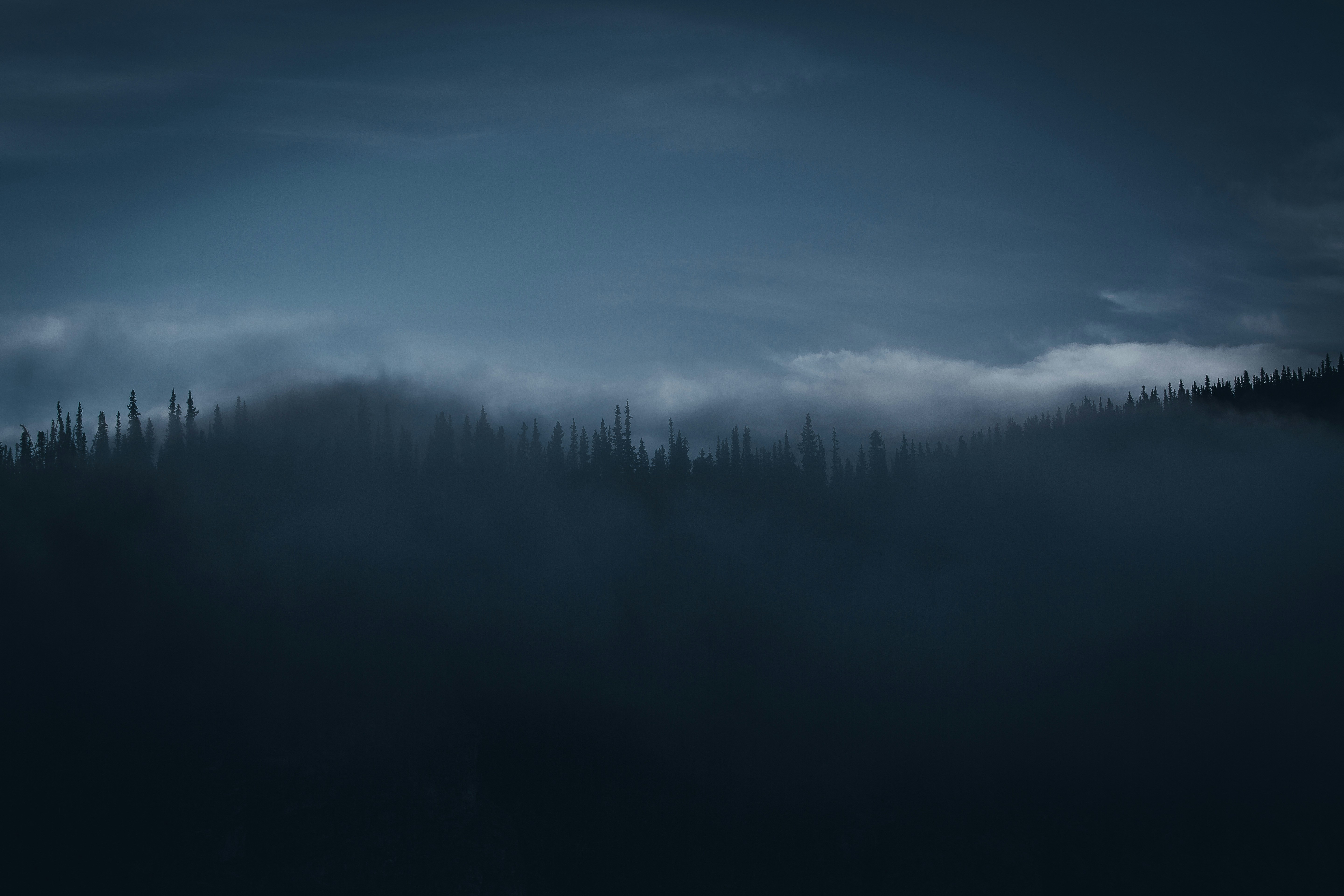 Foggy Coniferous Forest At Dusk