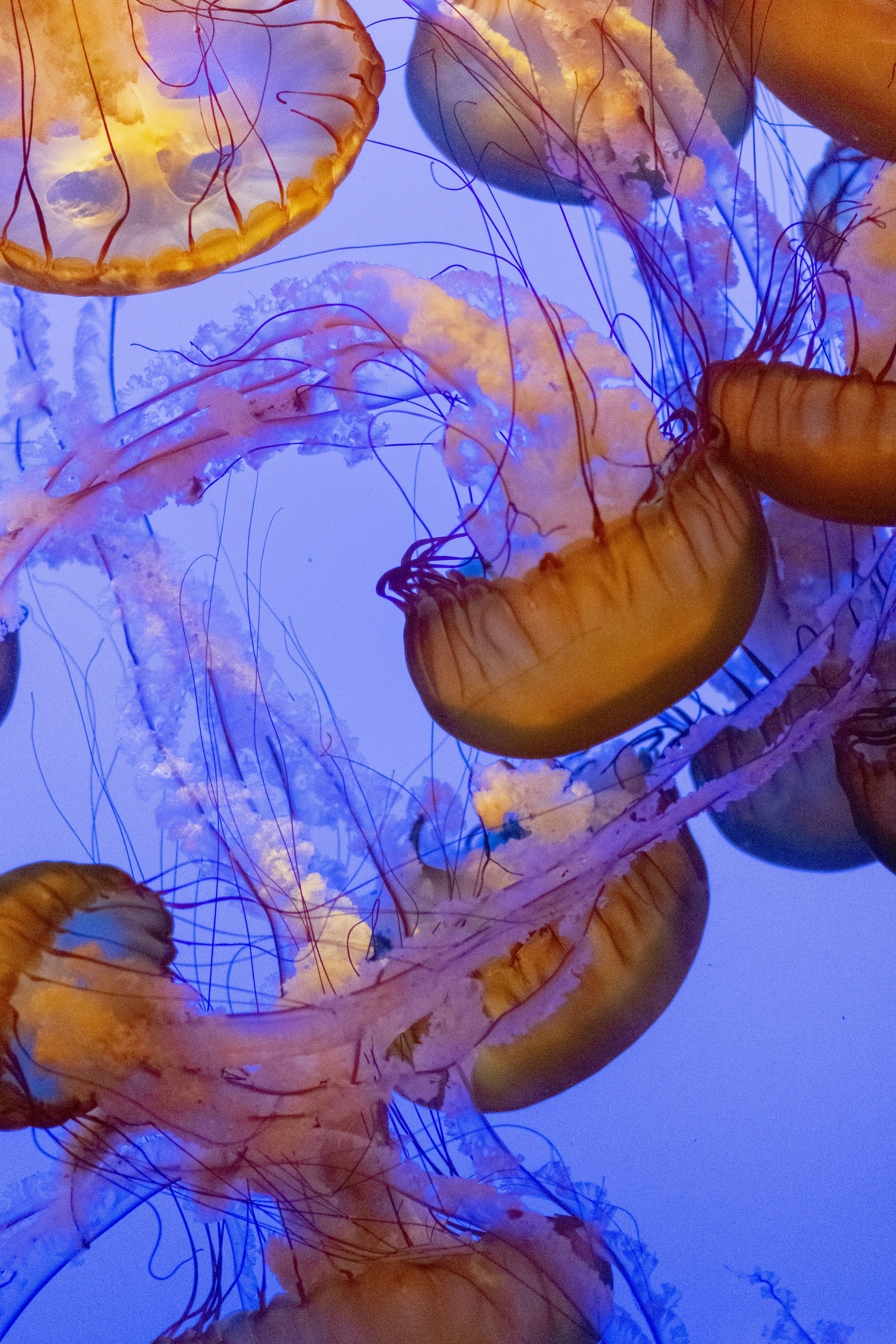 Orange Jellyfish in Blue Water