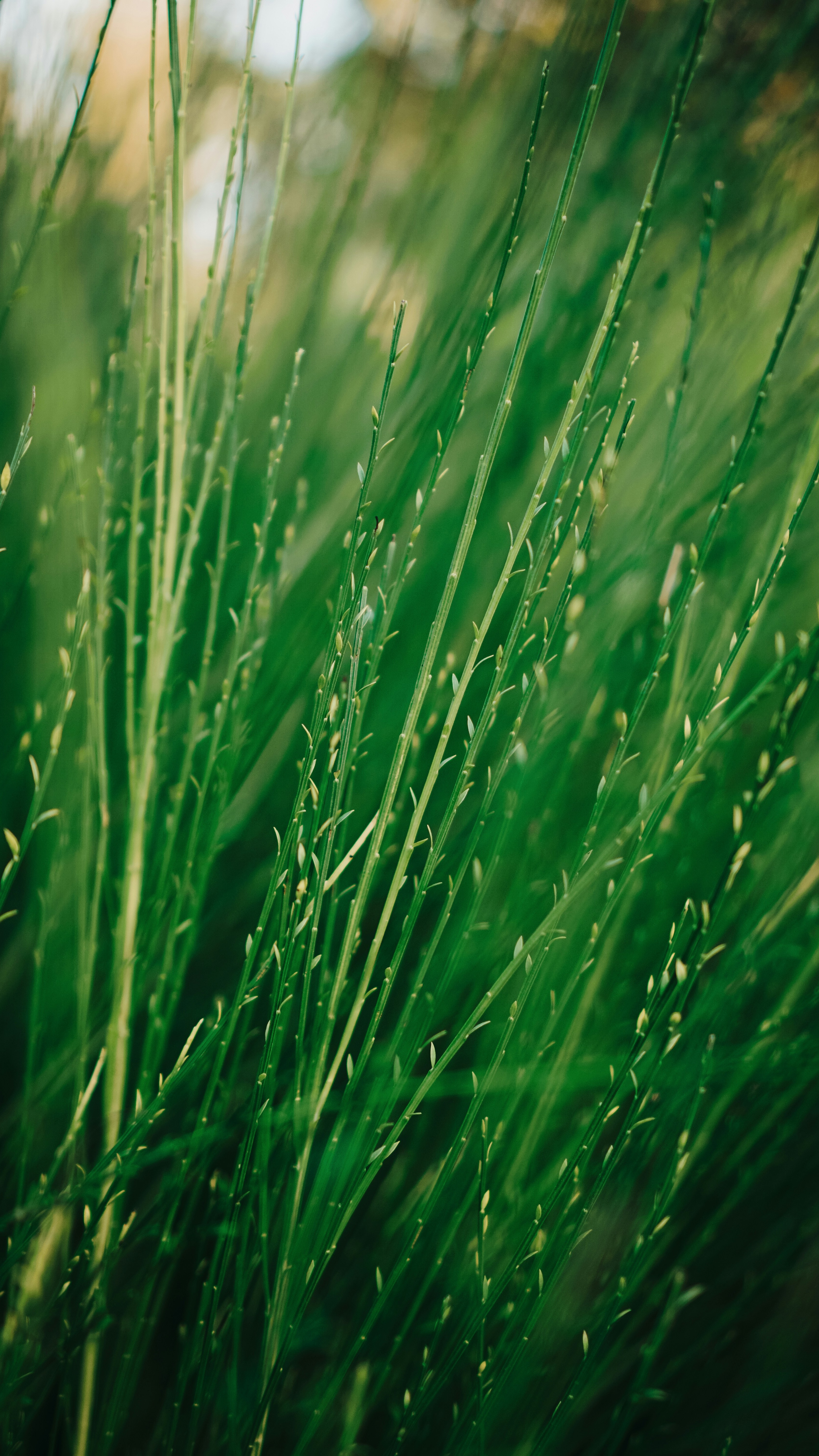 Dense Upright Green Reeds