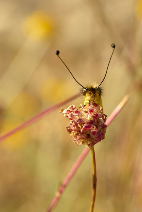 Fluffy Butterfly Perched On Dried Flower