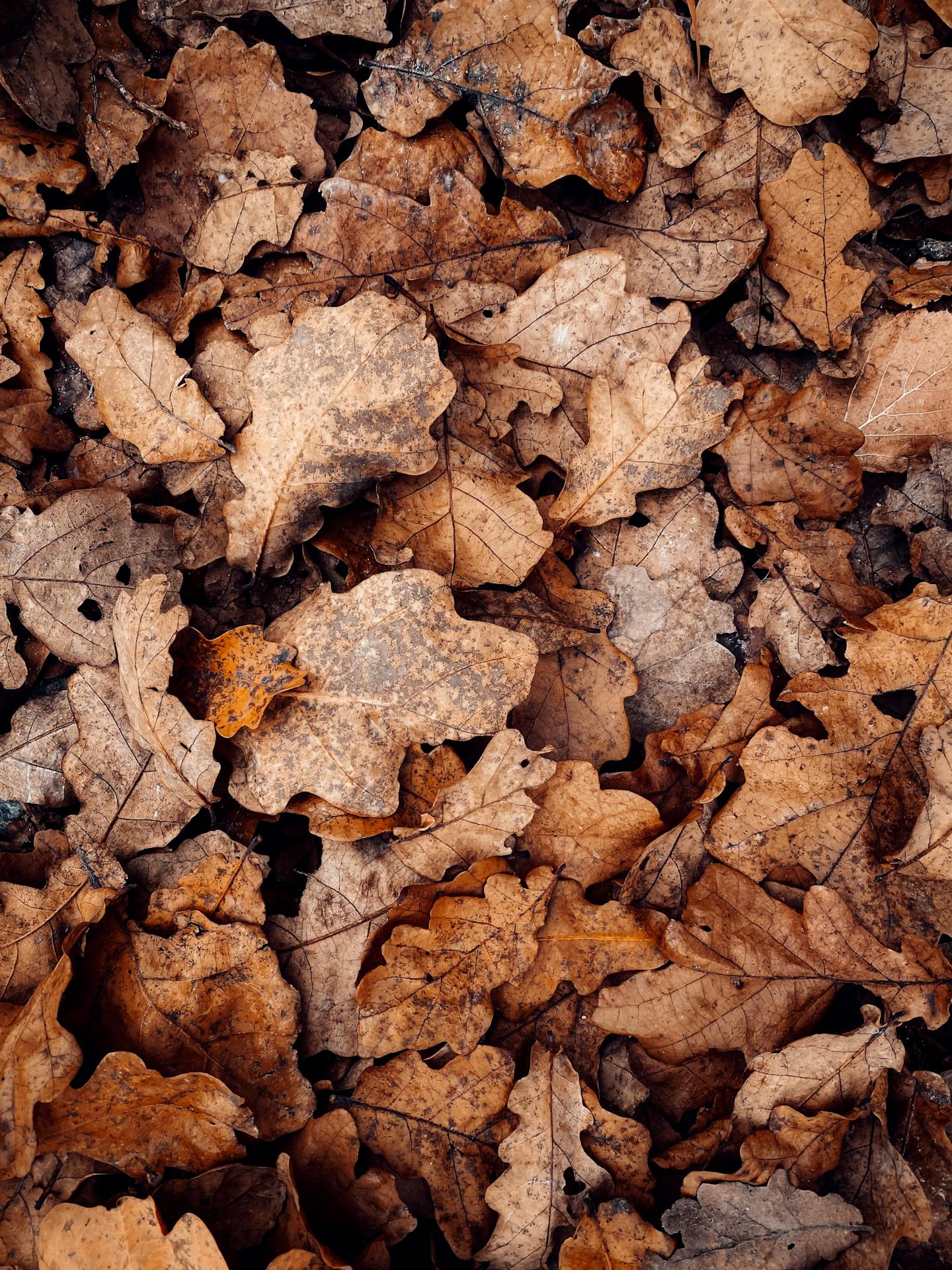 Dried Fallen Oak Leaves