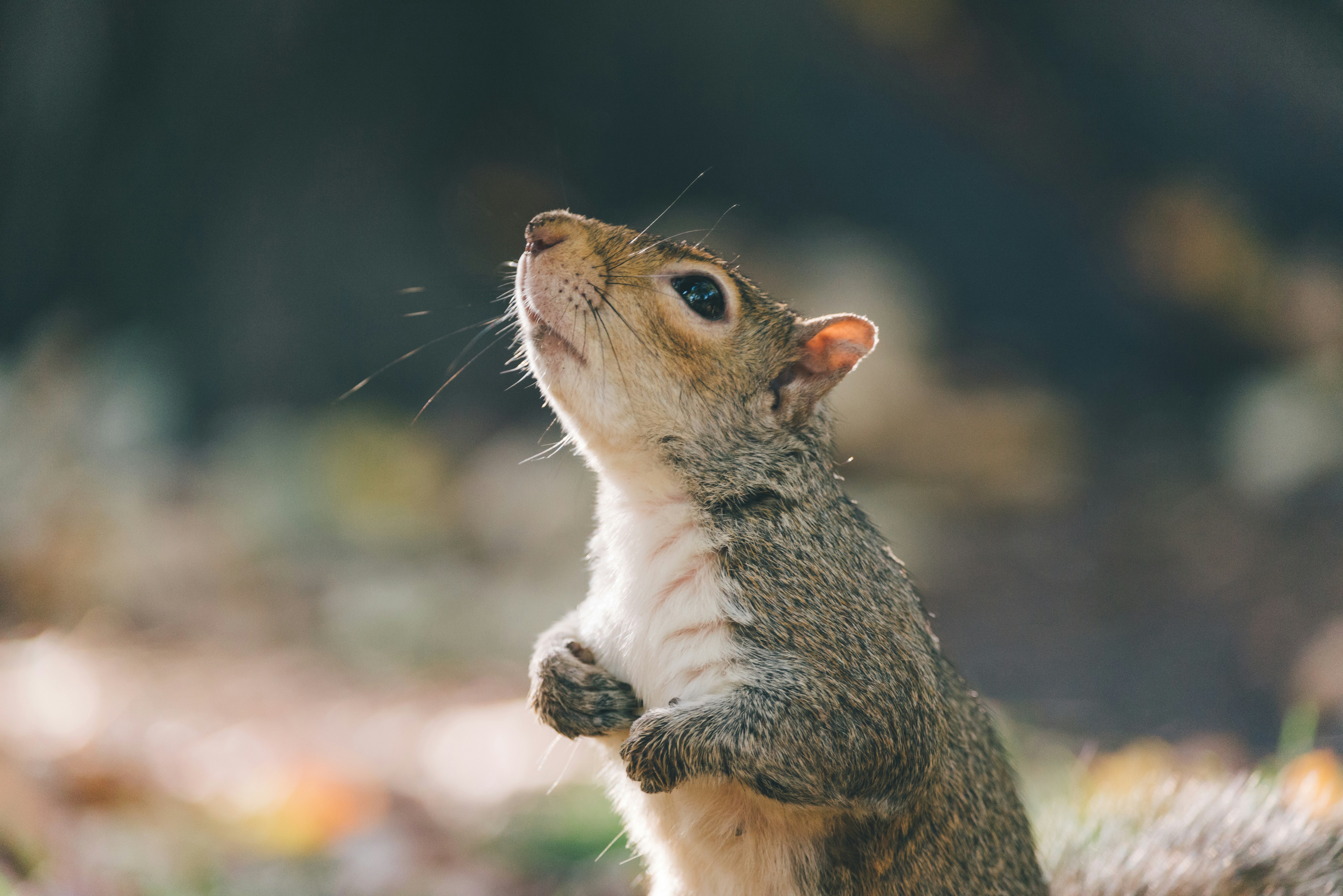 Gray Squirrel Looking Upward