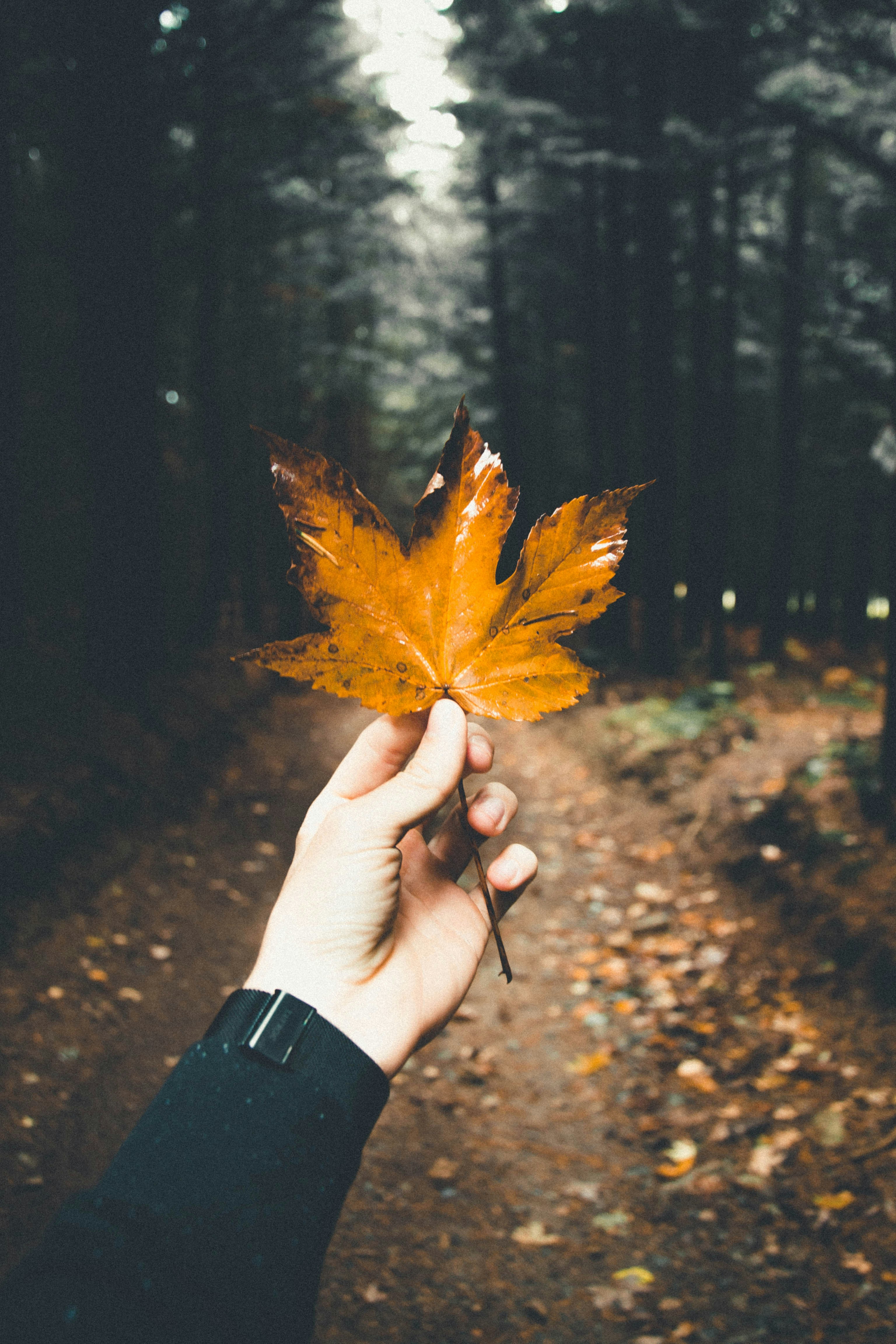 Hand Held Autumn Maple Leaf in Forest