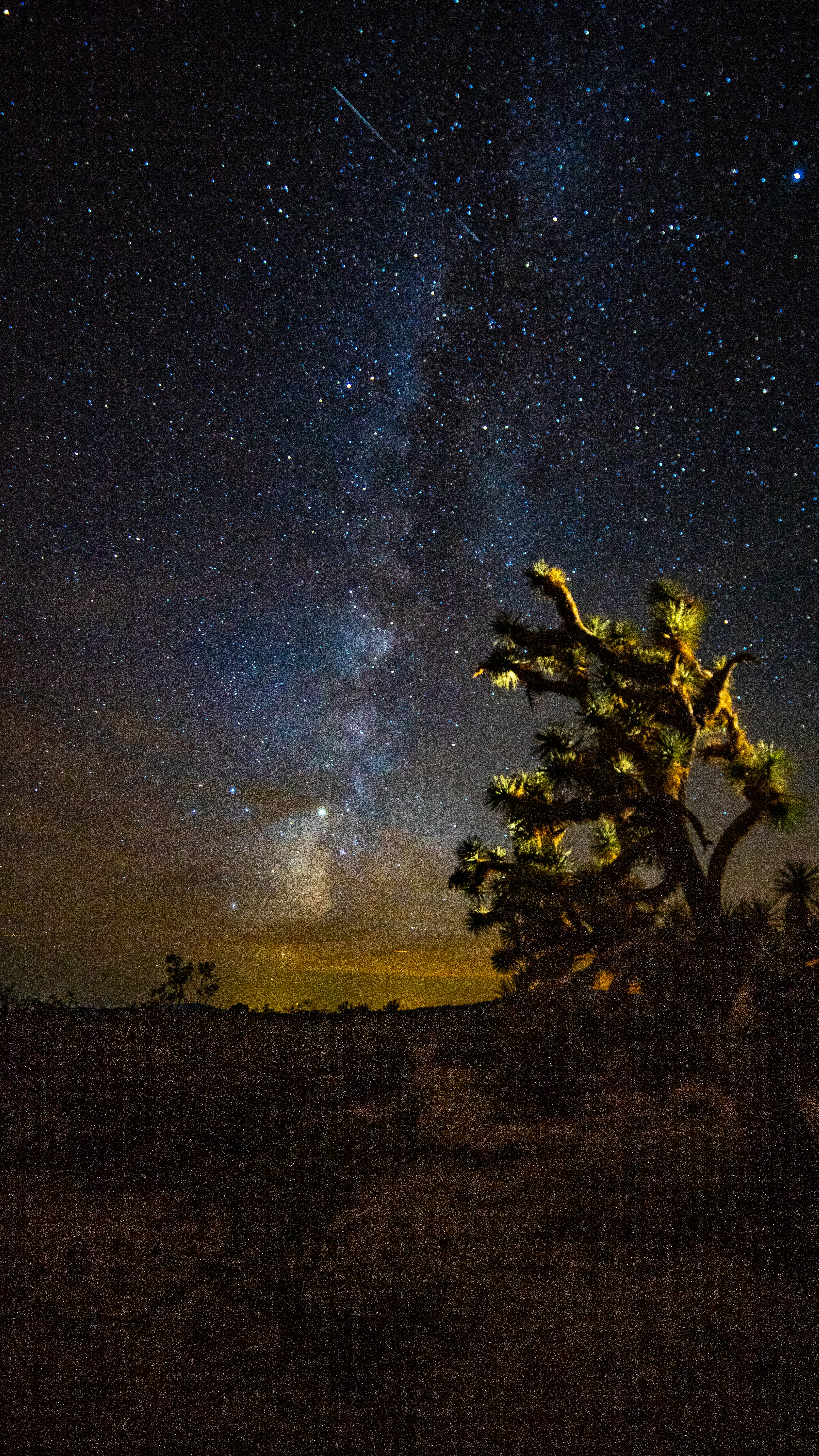 Desert Night Sky With Joshua Tree