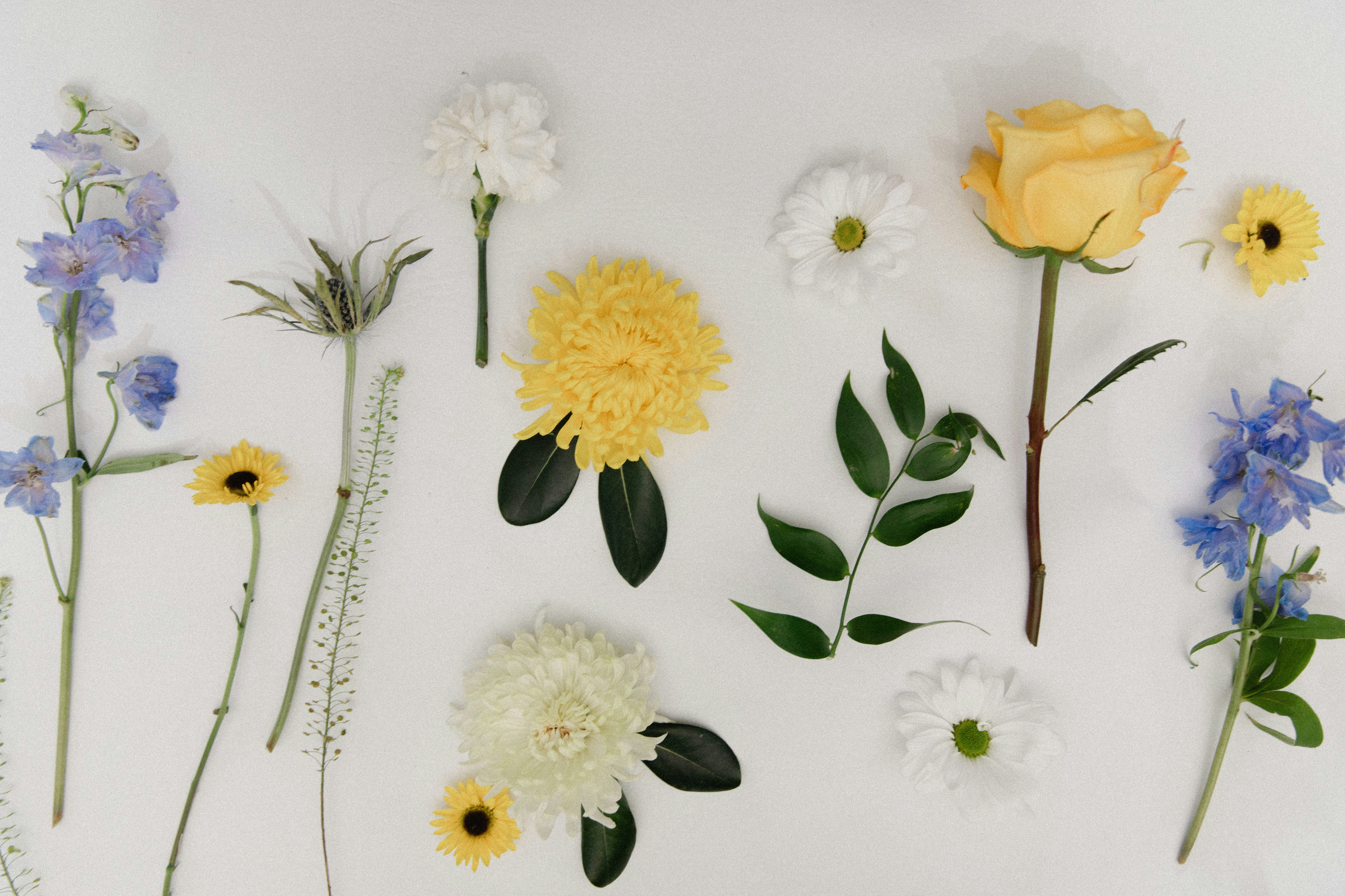 Assorted Cut Flowers on White Background