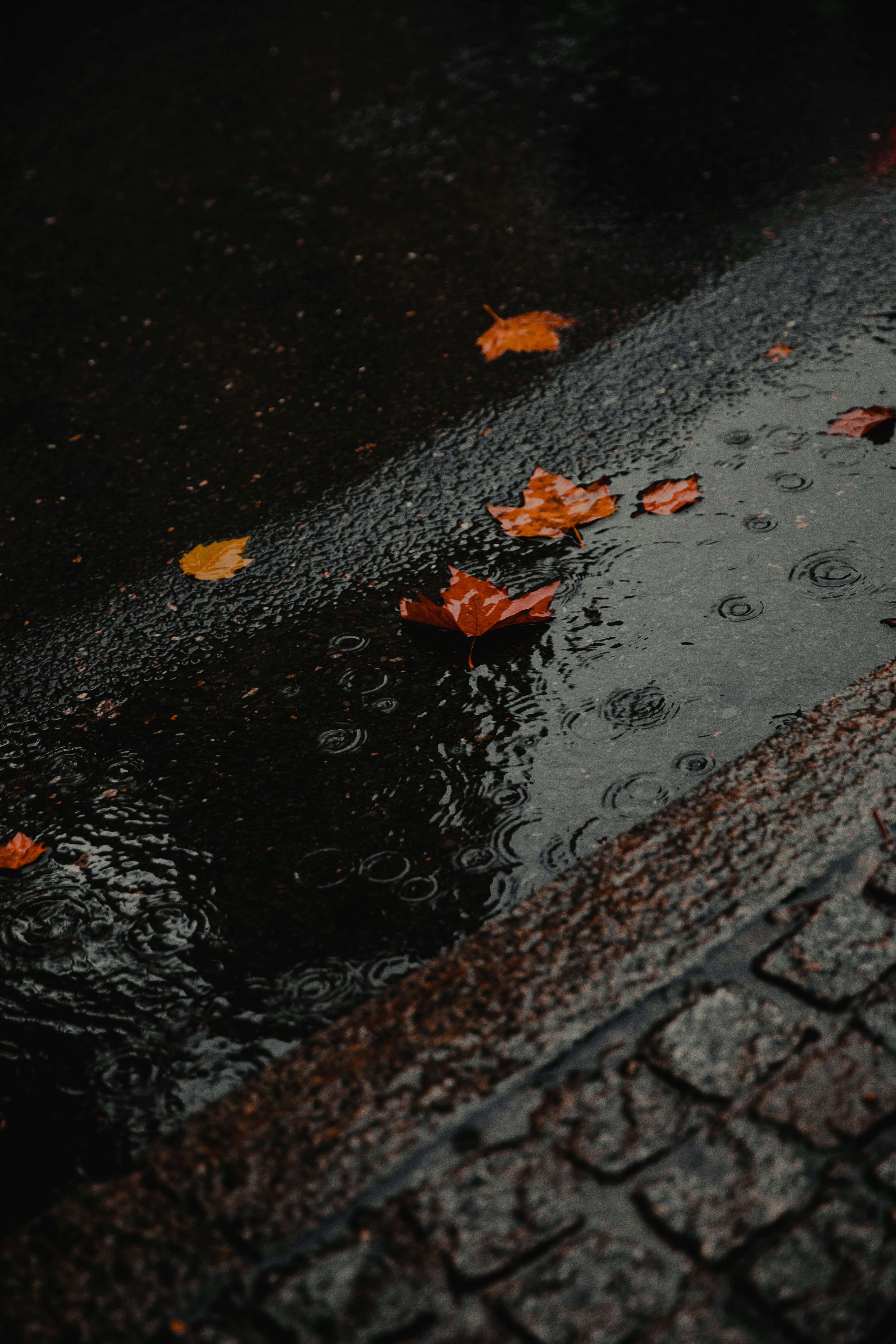 Fallen Maple Leaves on Rainy Road