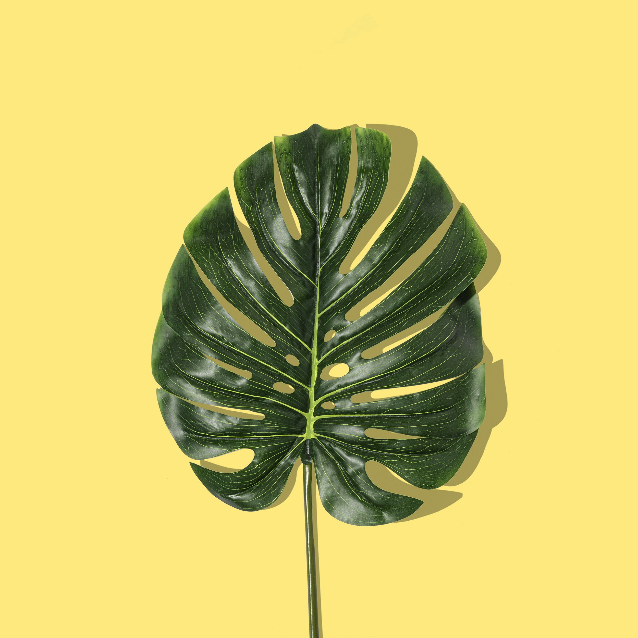 Monstera Leaf on Yellow Background