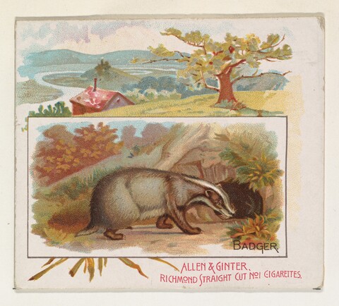 Badger Illustration Vintage Cigarette Card