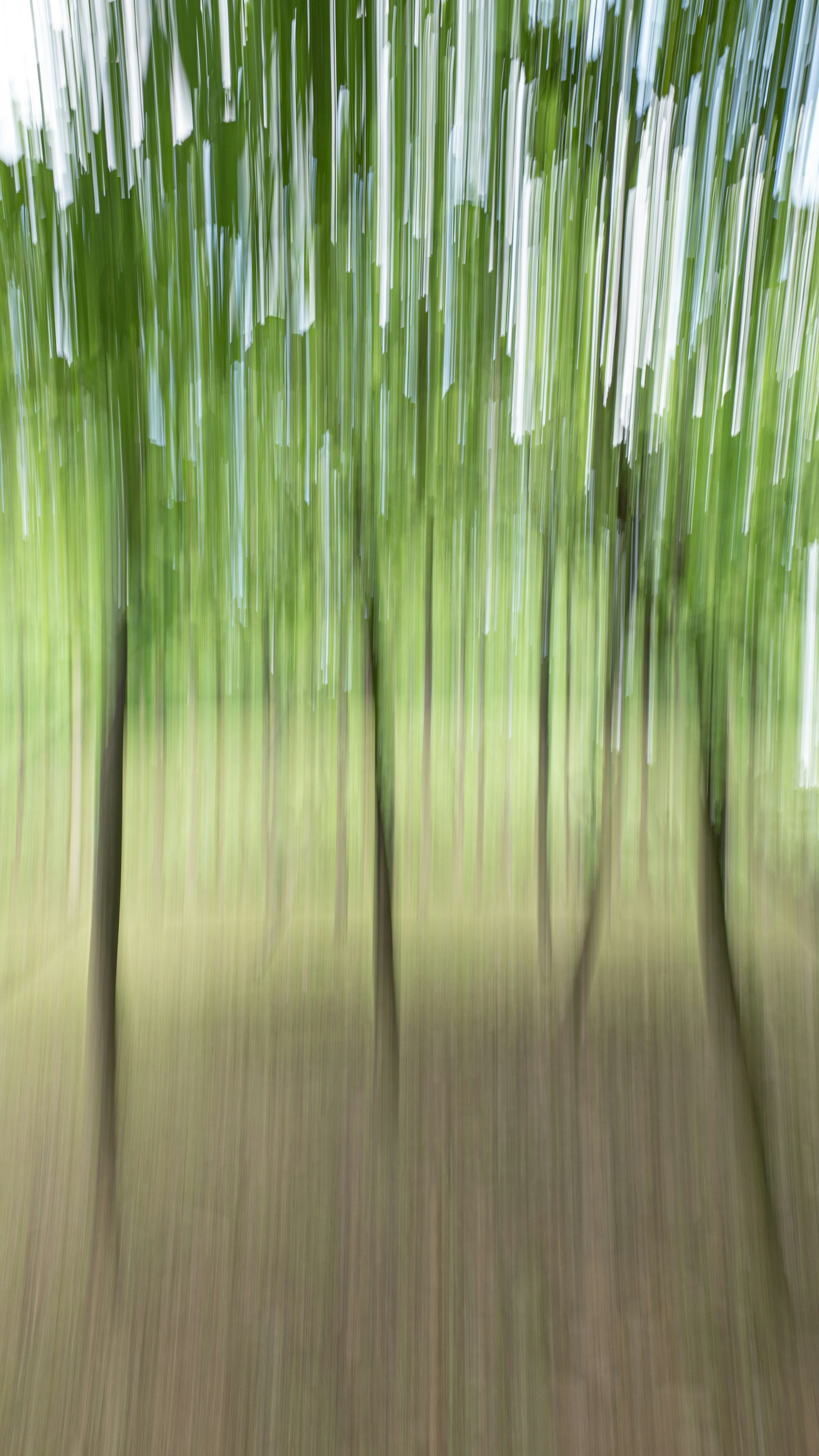 Blurred Vertical Motion Forest View