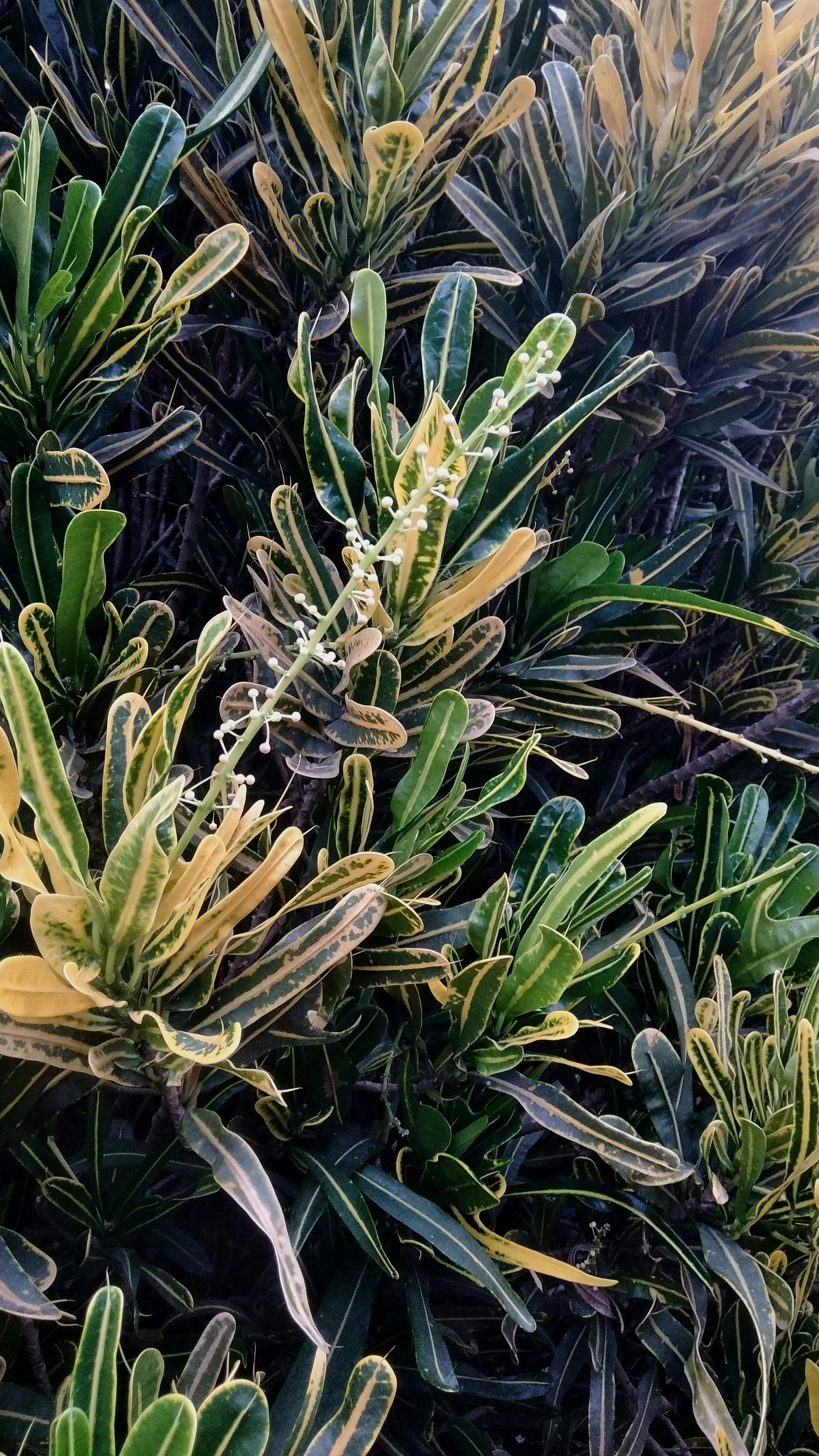 Variegated Croton Foliage
