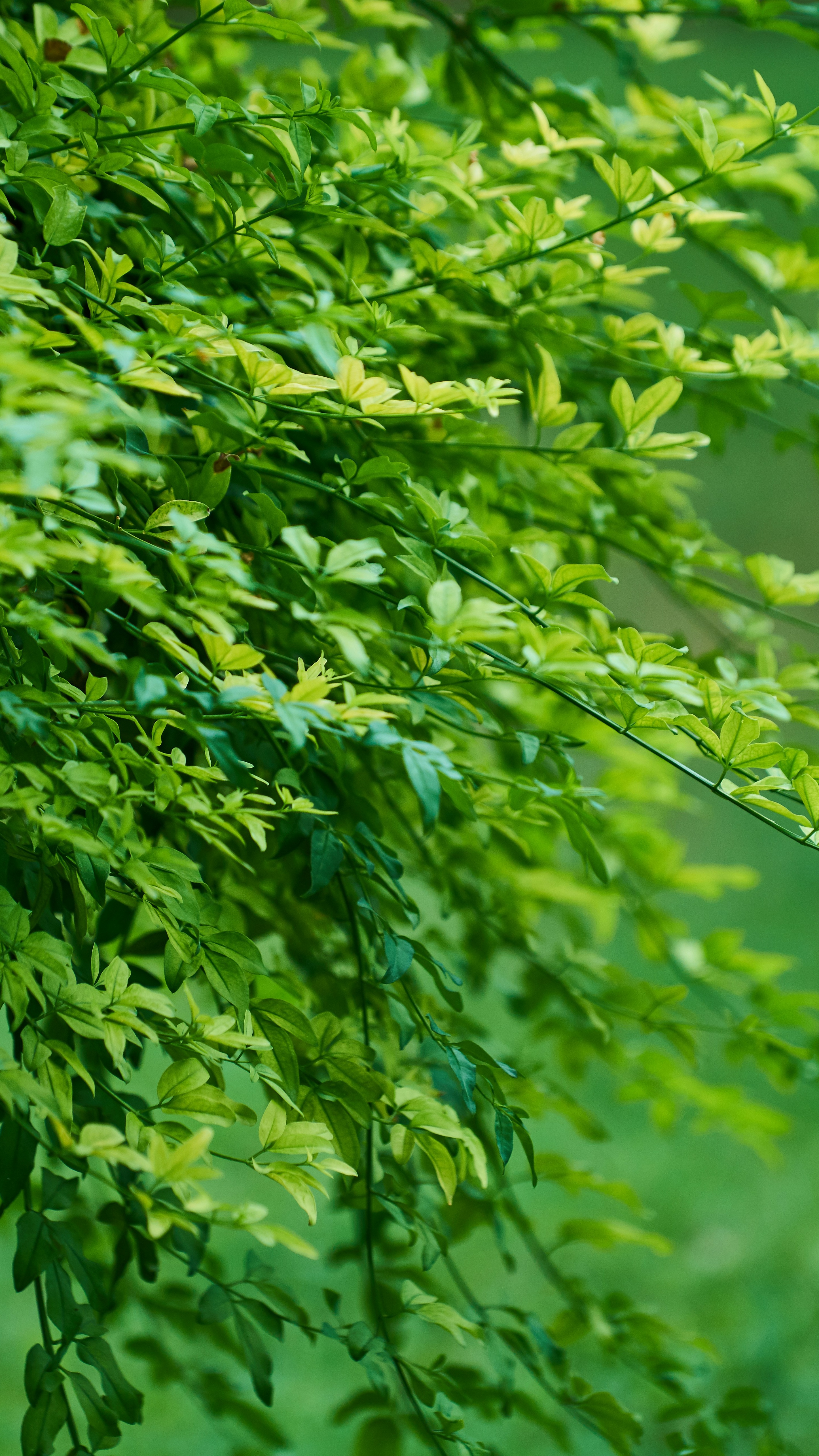 Dangling Green Foliage