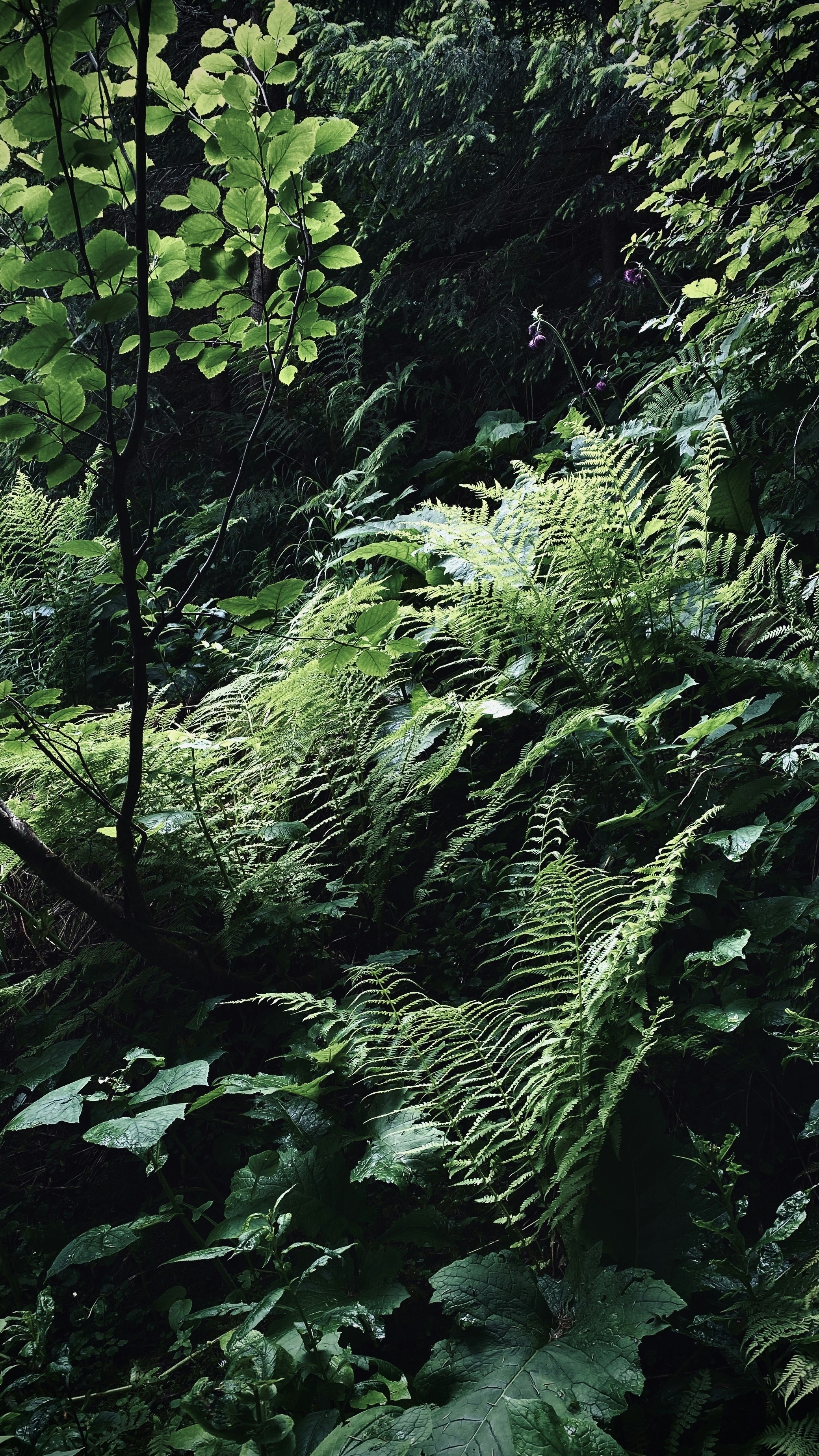 Dense Forest Undergrowth