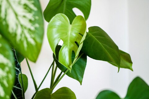 Fresh Young Monstera Leaf