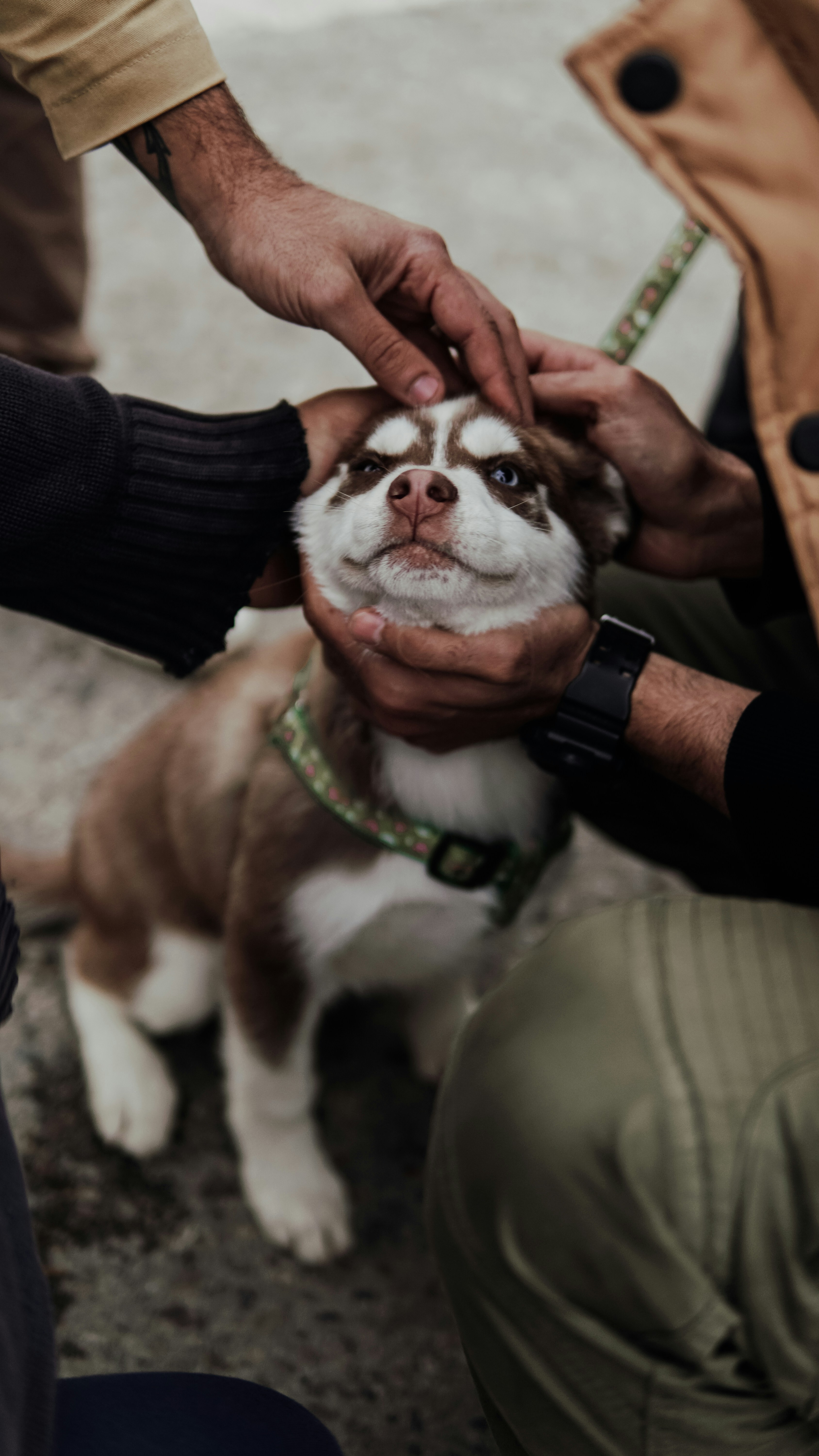 People petting a husky puppy
