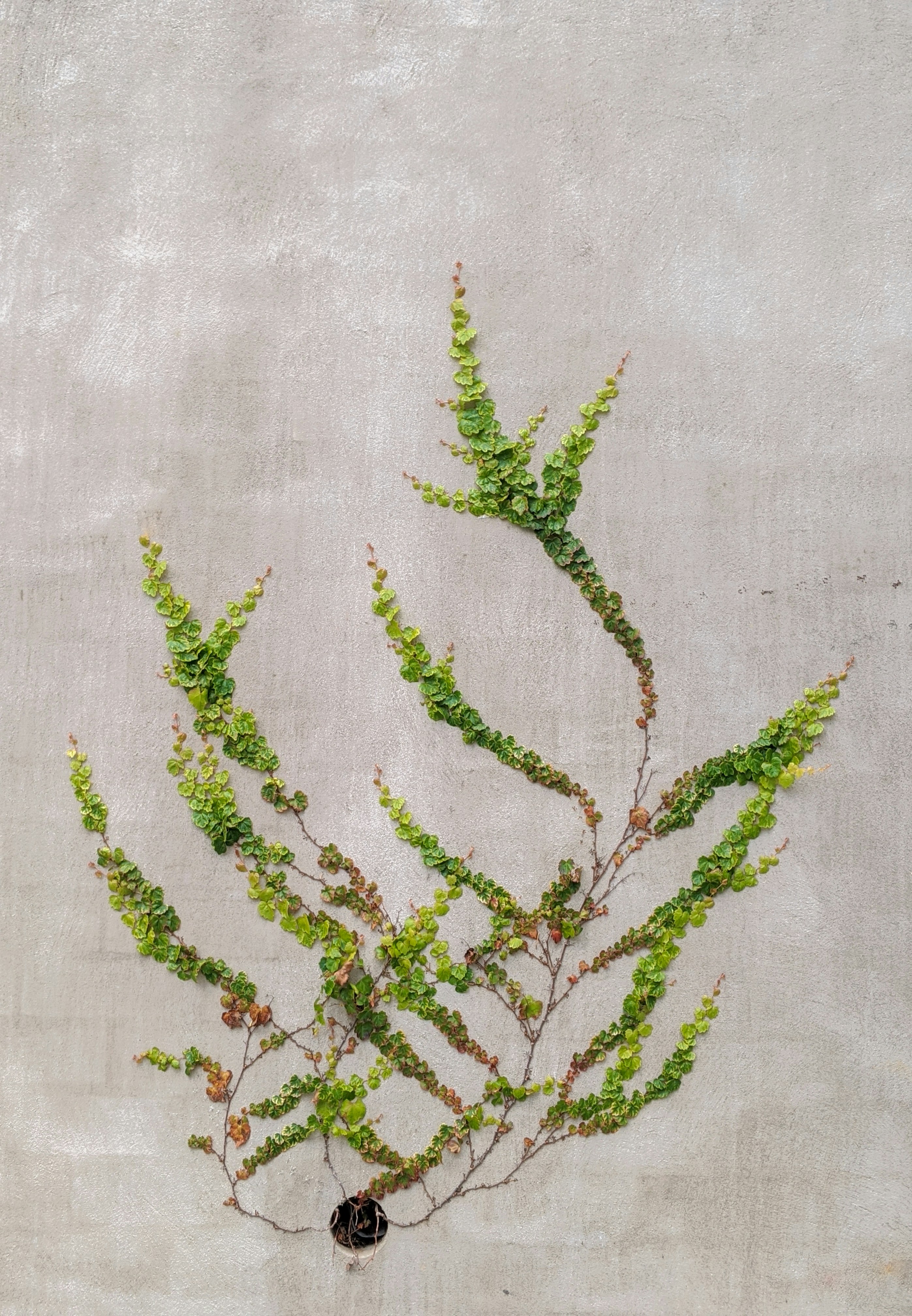 Climbing Ivy on Concrete Wall