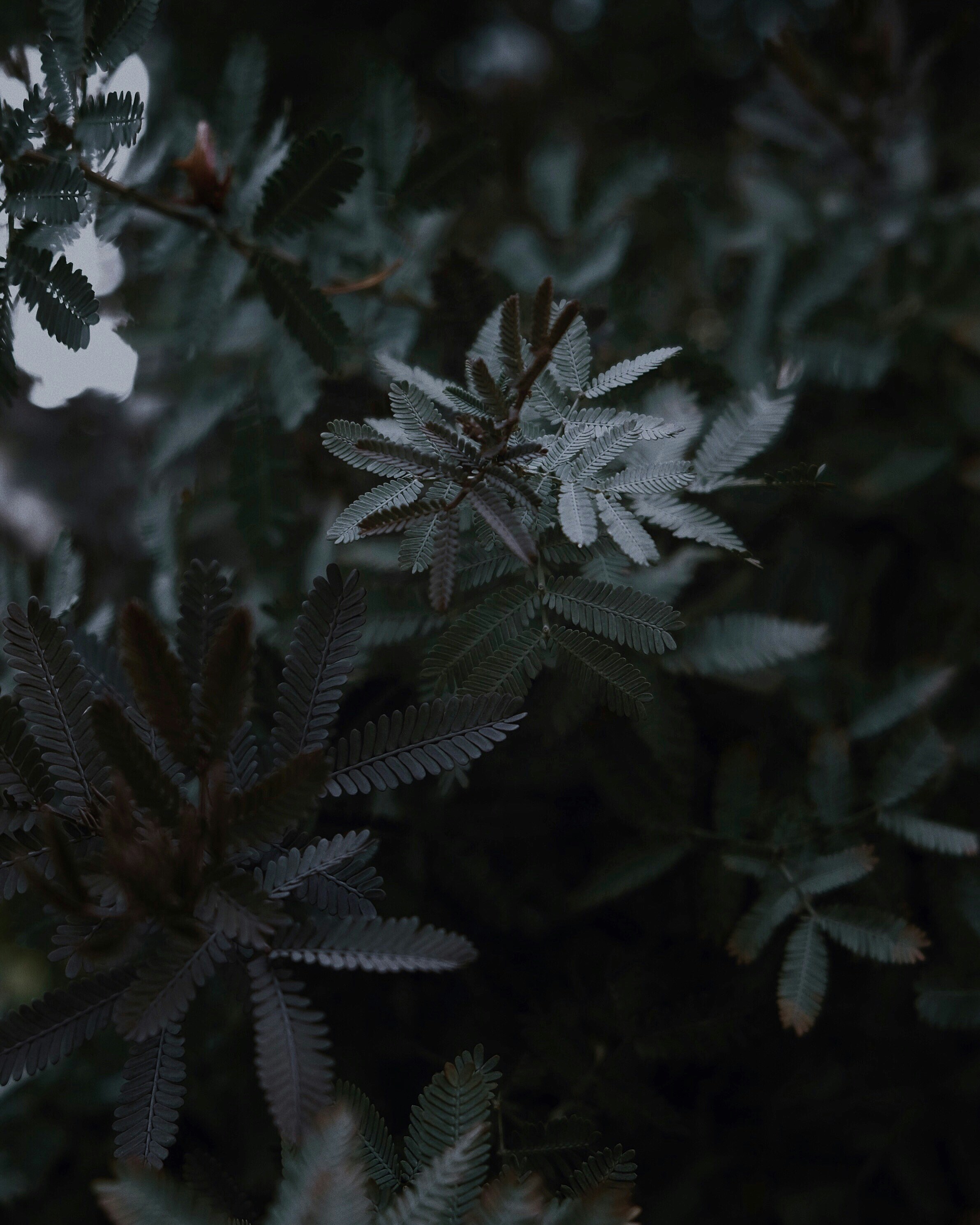 Dark Toned Foliage Close Up — Plant Encyclopedia