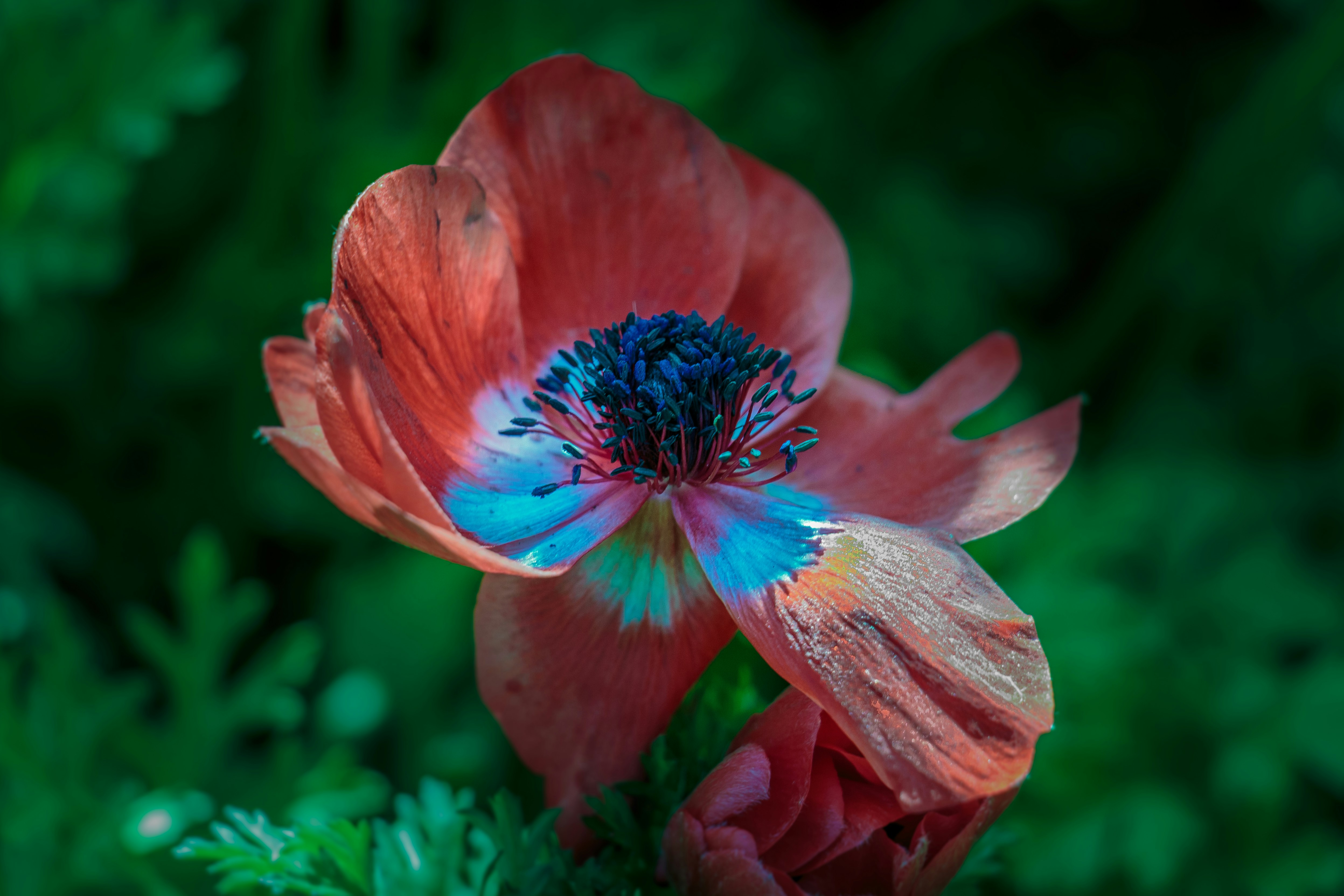 Red Anemone Flower Close-up