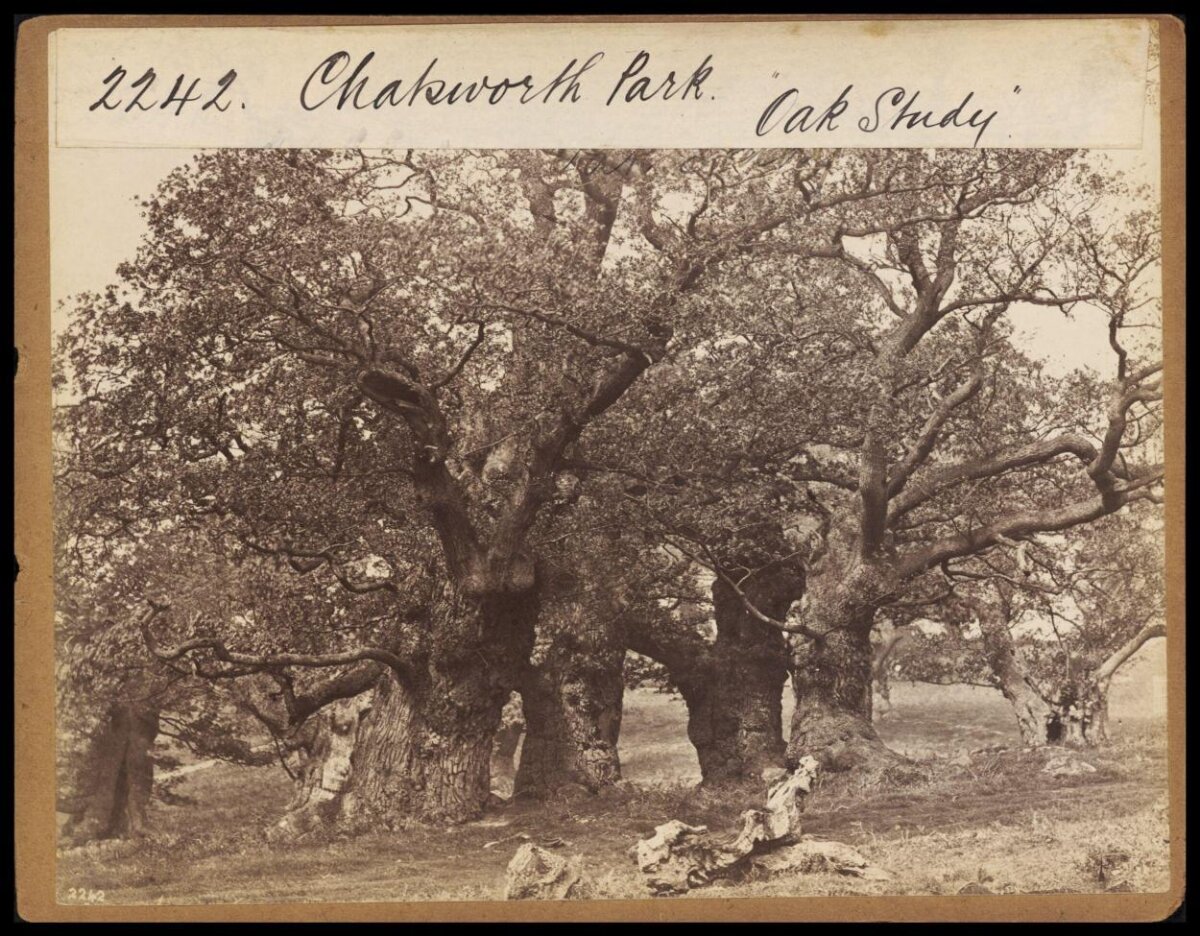Chatsworth Park Vintage Oak Study