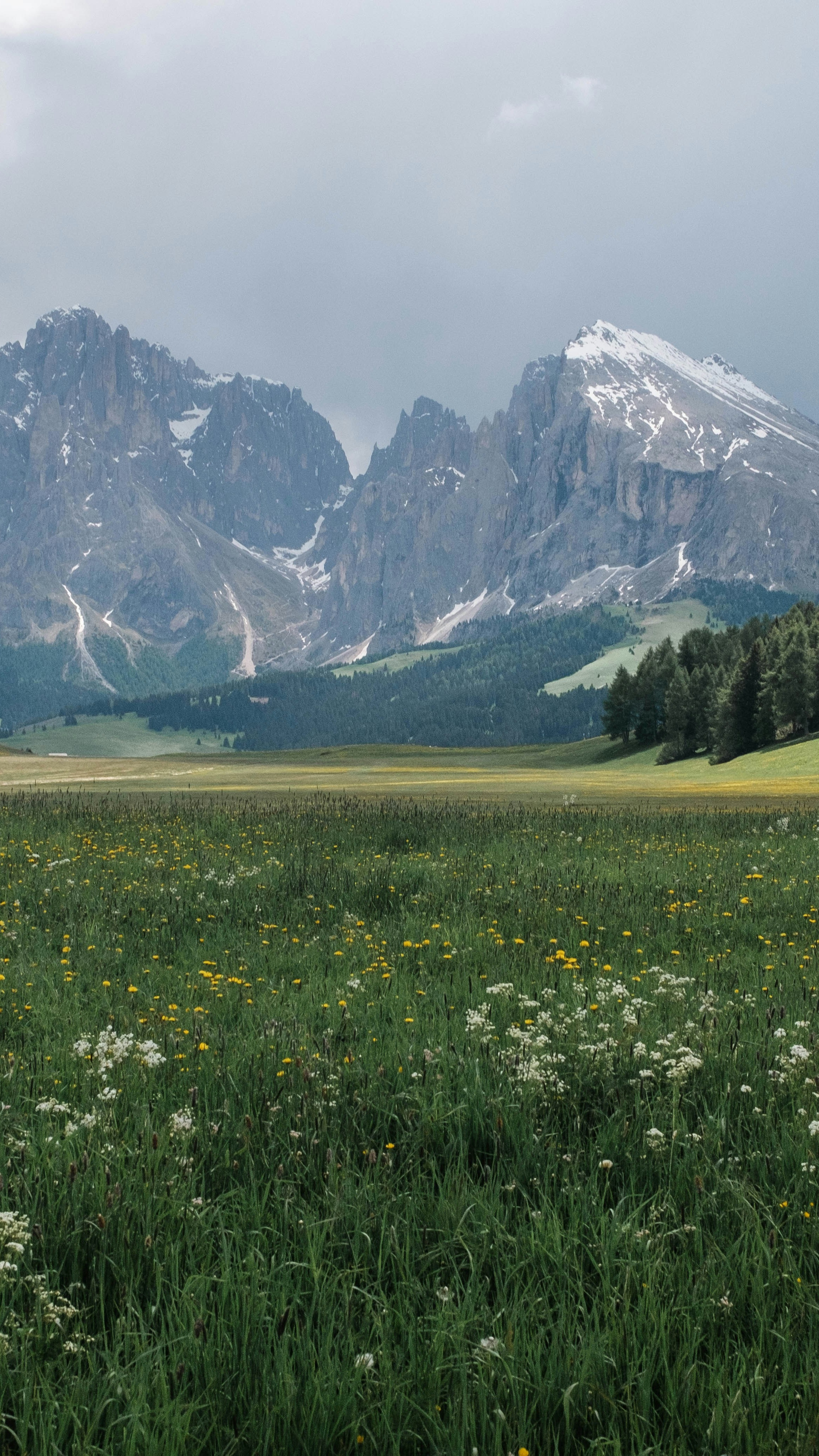 Alpine Meadow Below Snow-capped Peaks