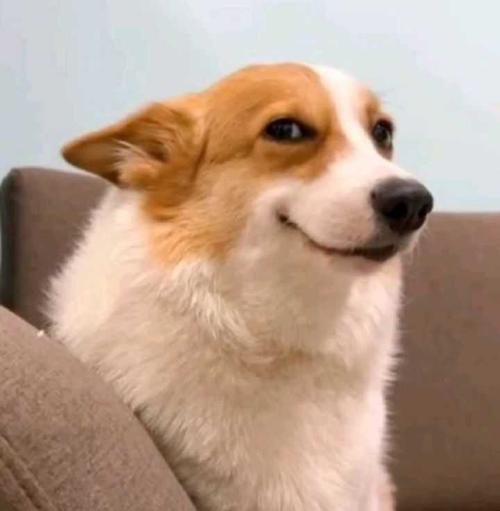 Smiling Corgi Sitting on Sofa