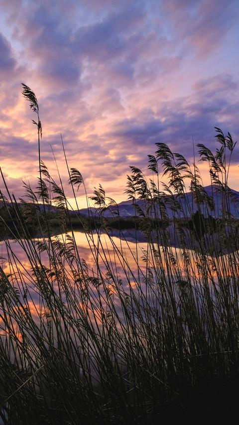 Lakeside Reeds at Sunset