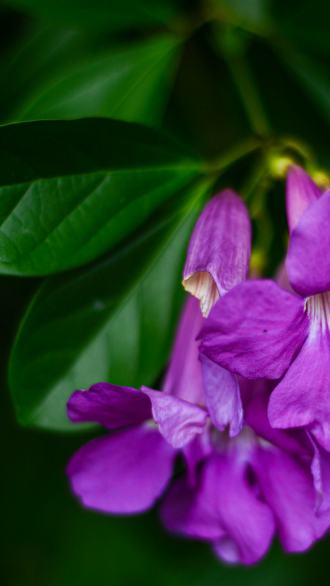Purple Flowers Among Green Leaves