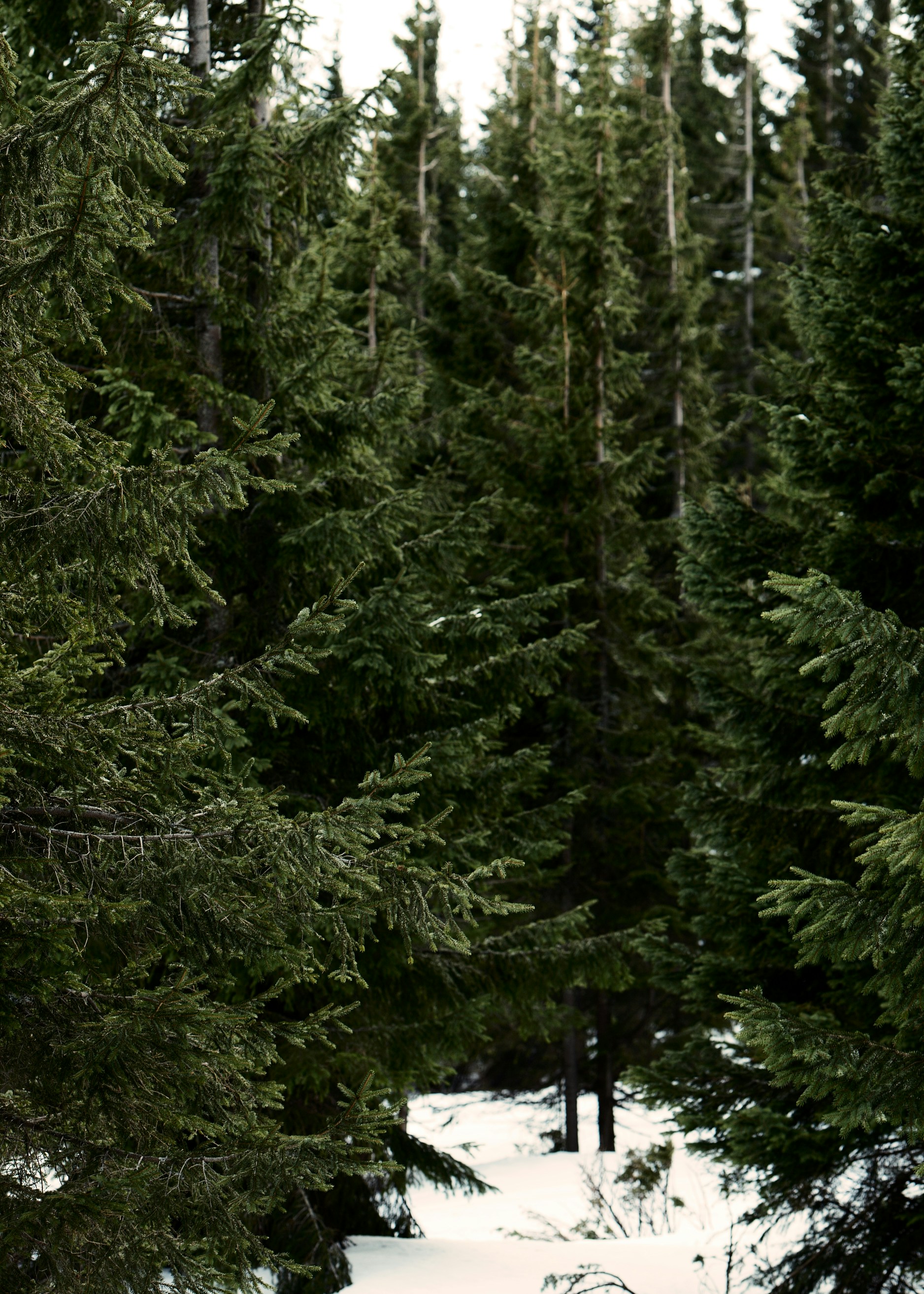 Snowy Coniferous Forest