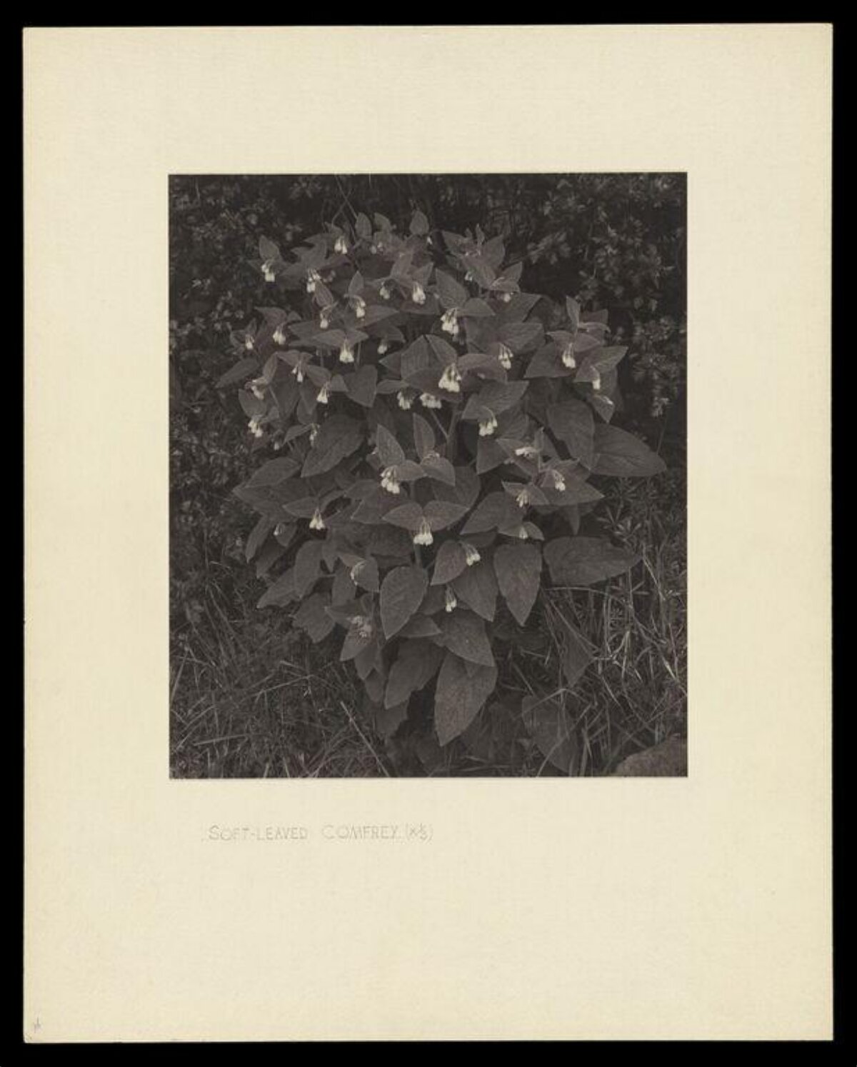 Vintage Photo of Soft-leaved Comfrey