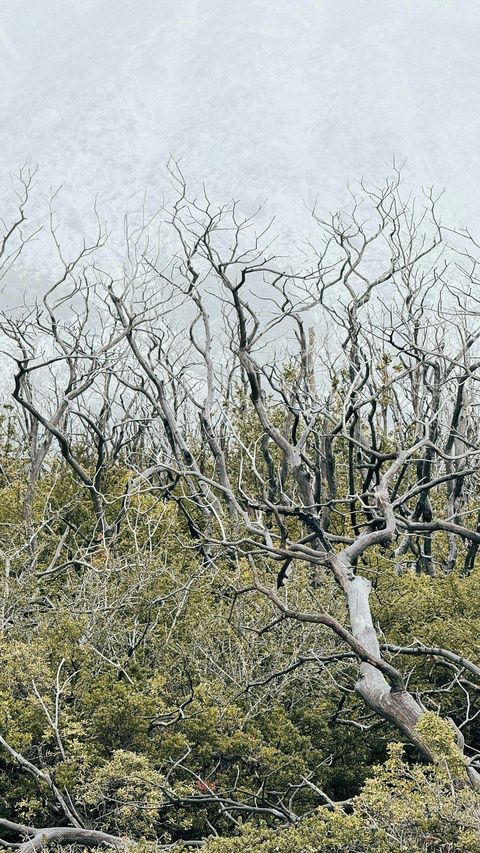 Dead Trees Above Green Undergrowth