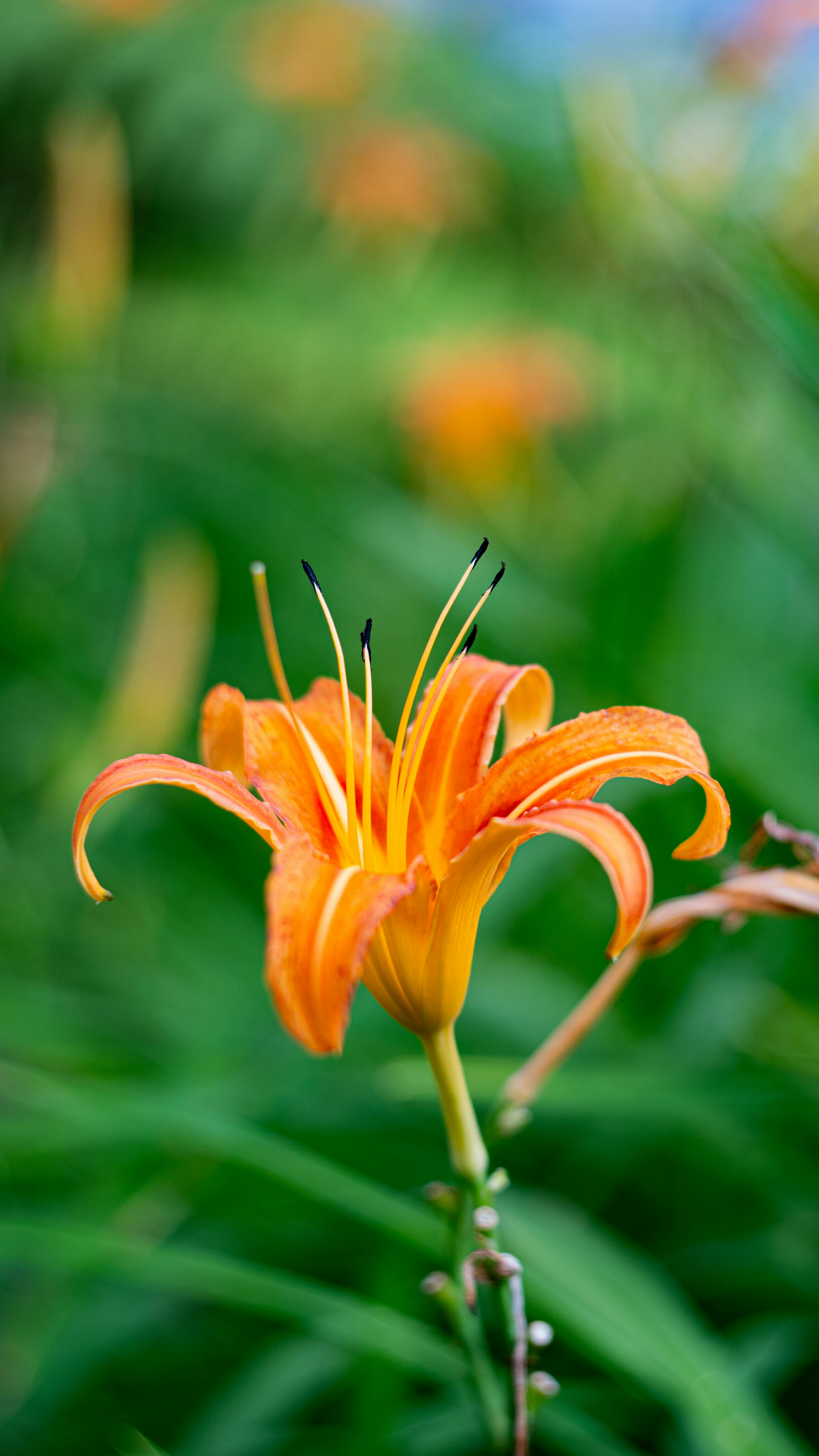 Orange Daylily in Bloom