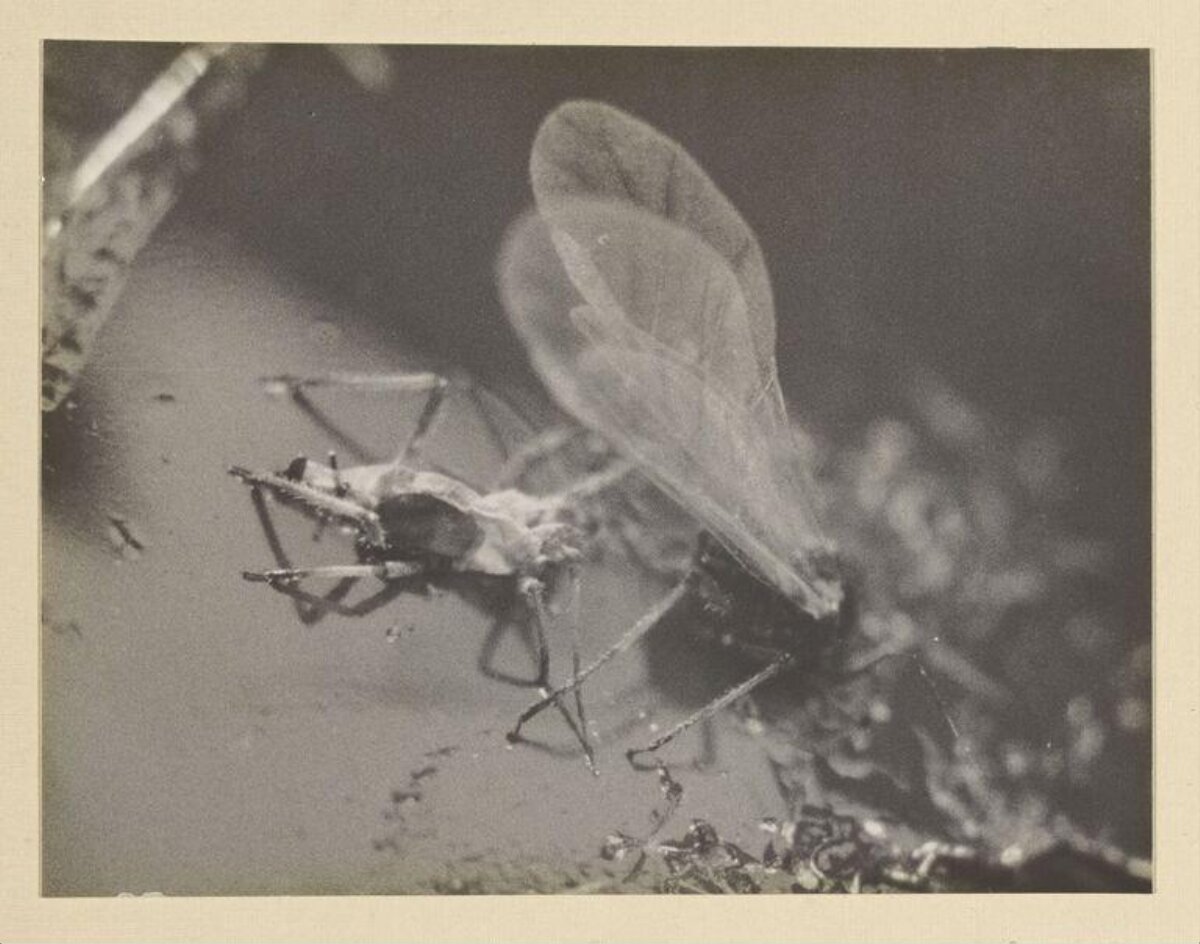 Macro Shot of Two Winged Aphids