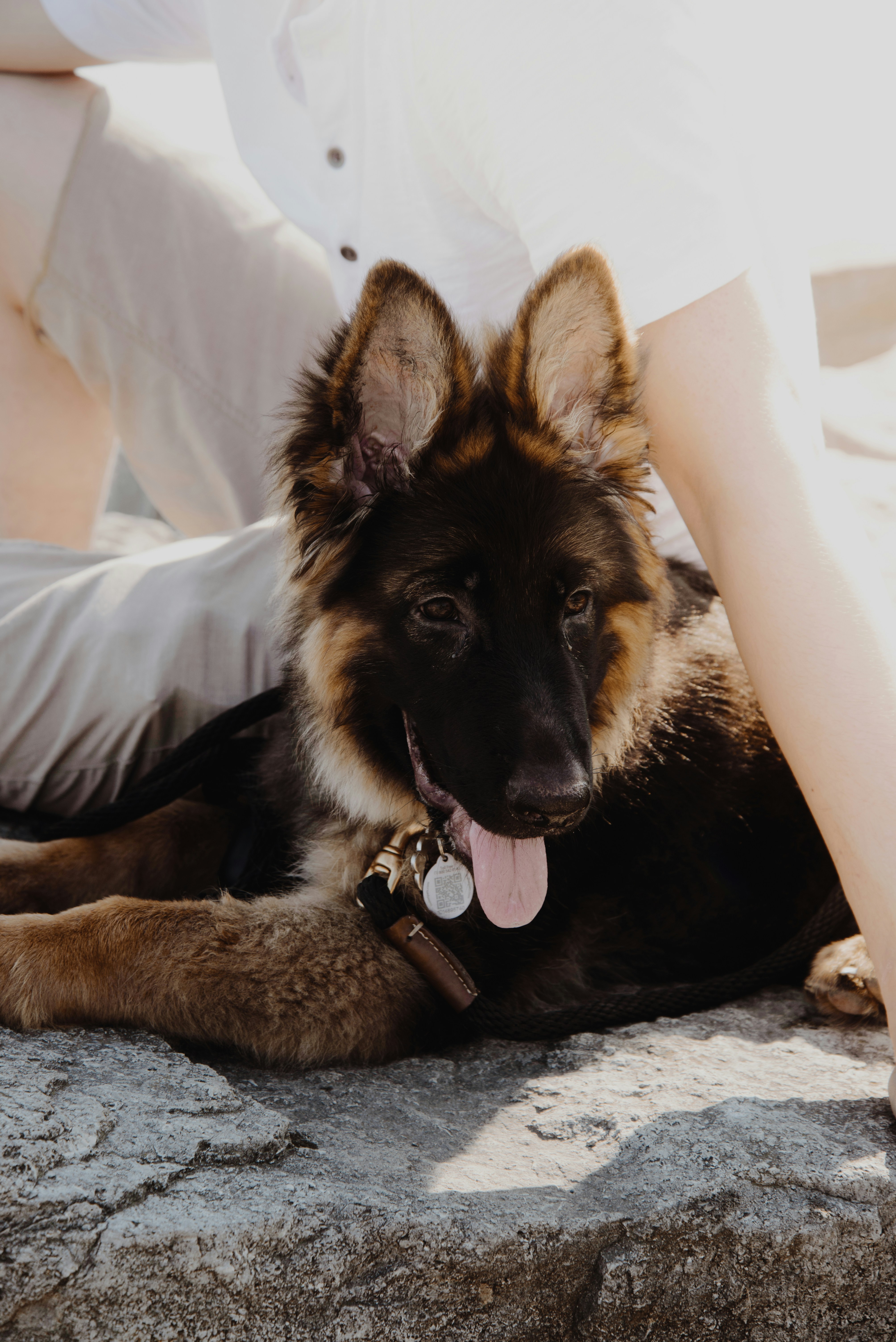 German Shepherd Resting Outdoors
