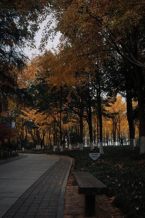 Autumn Park Walking Path