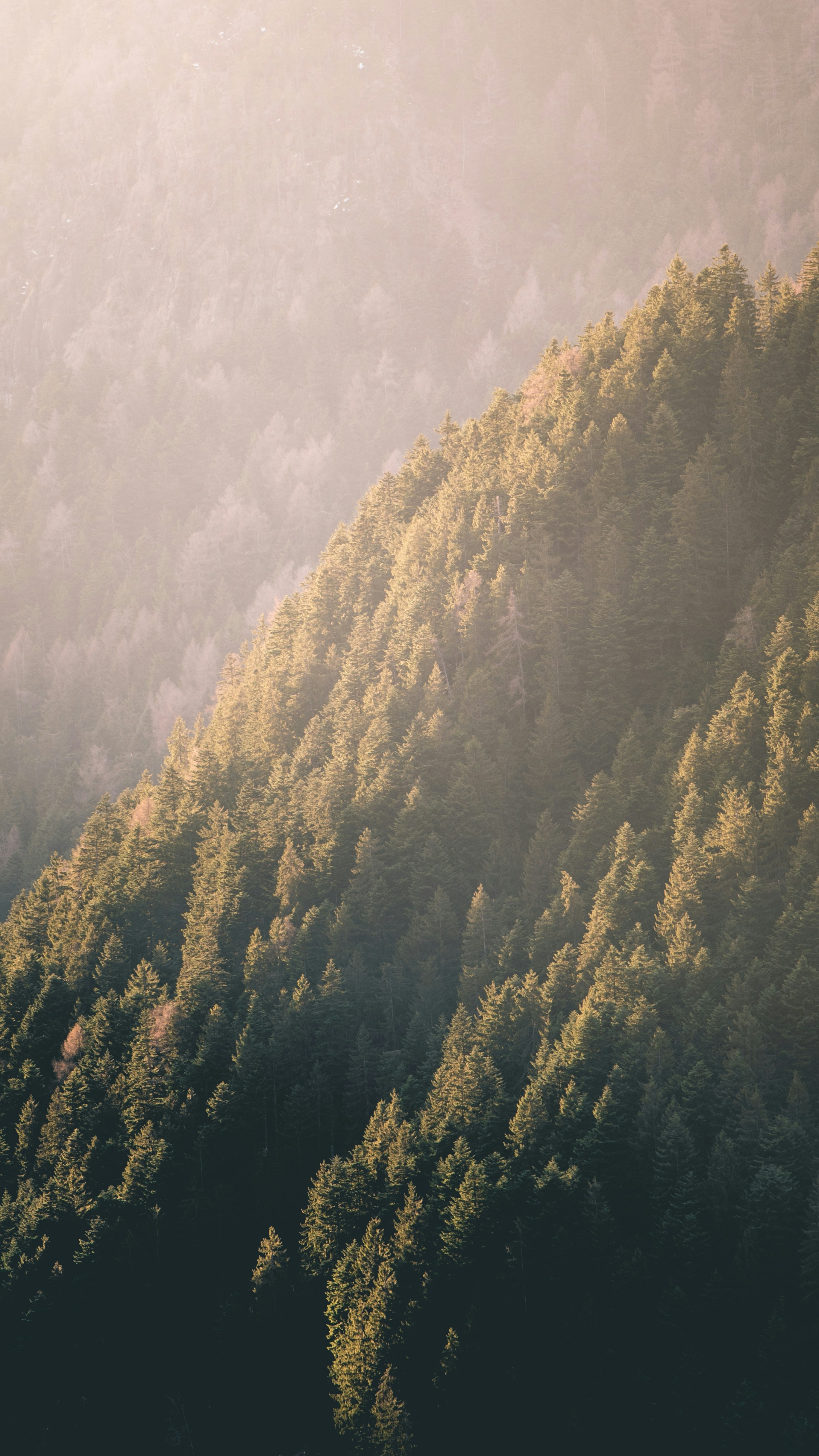 Sunlit Forested Mountain Slope