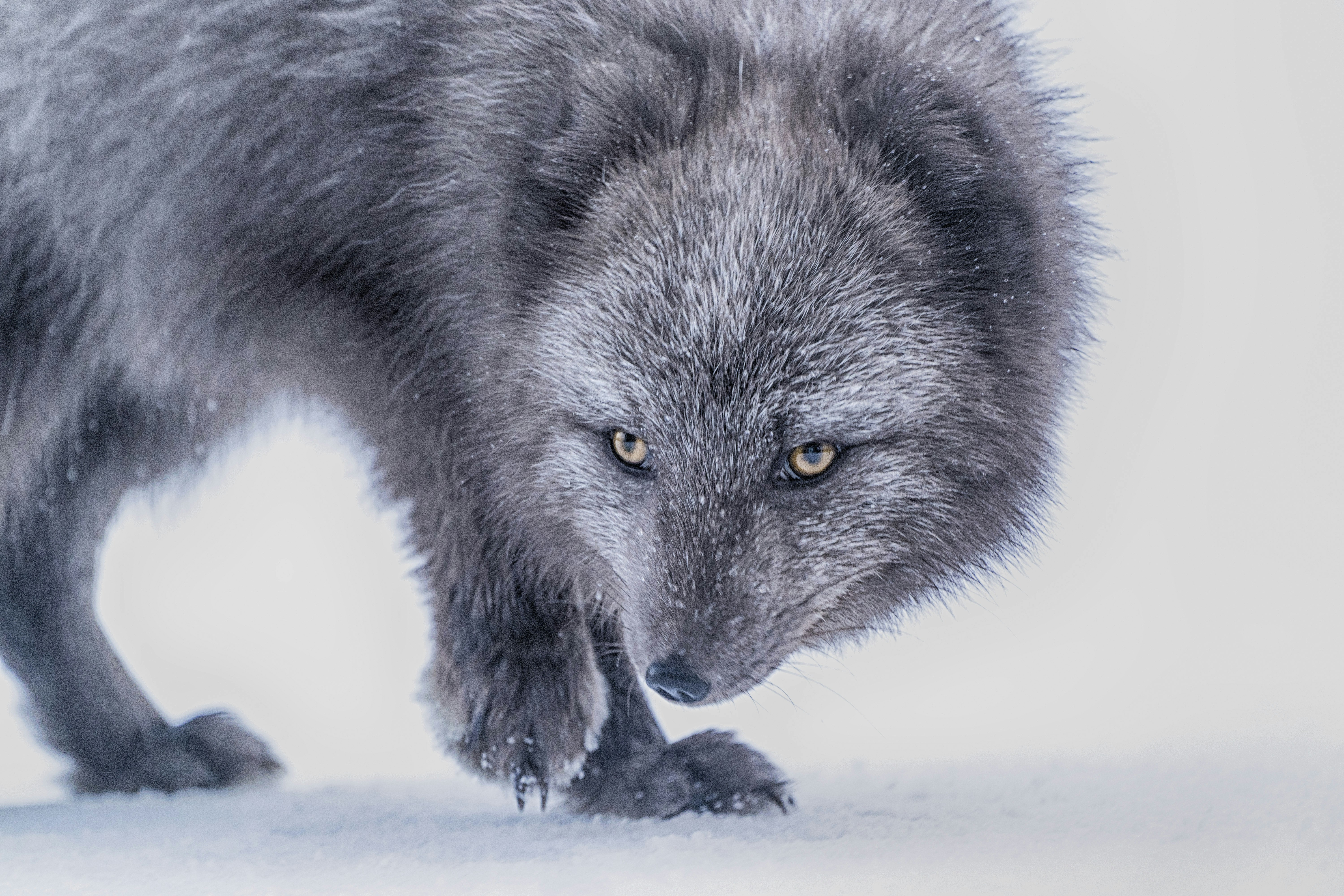 Arctic Fox Walking on Snow