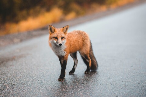Red Fox Standing On Wet Road