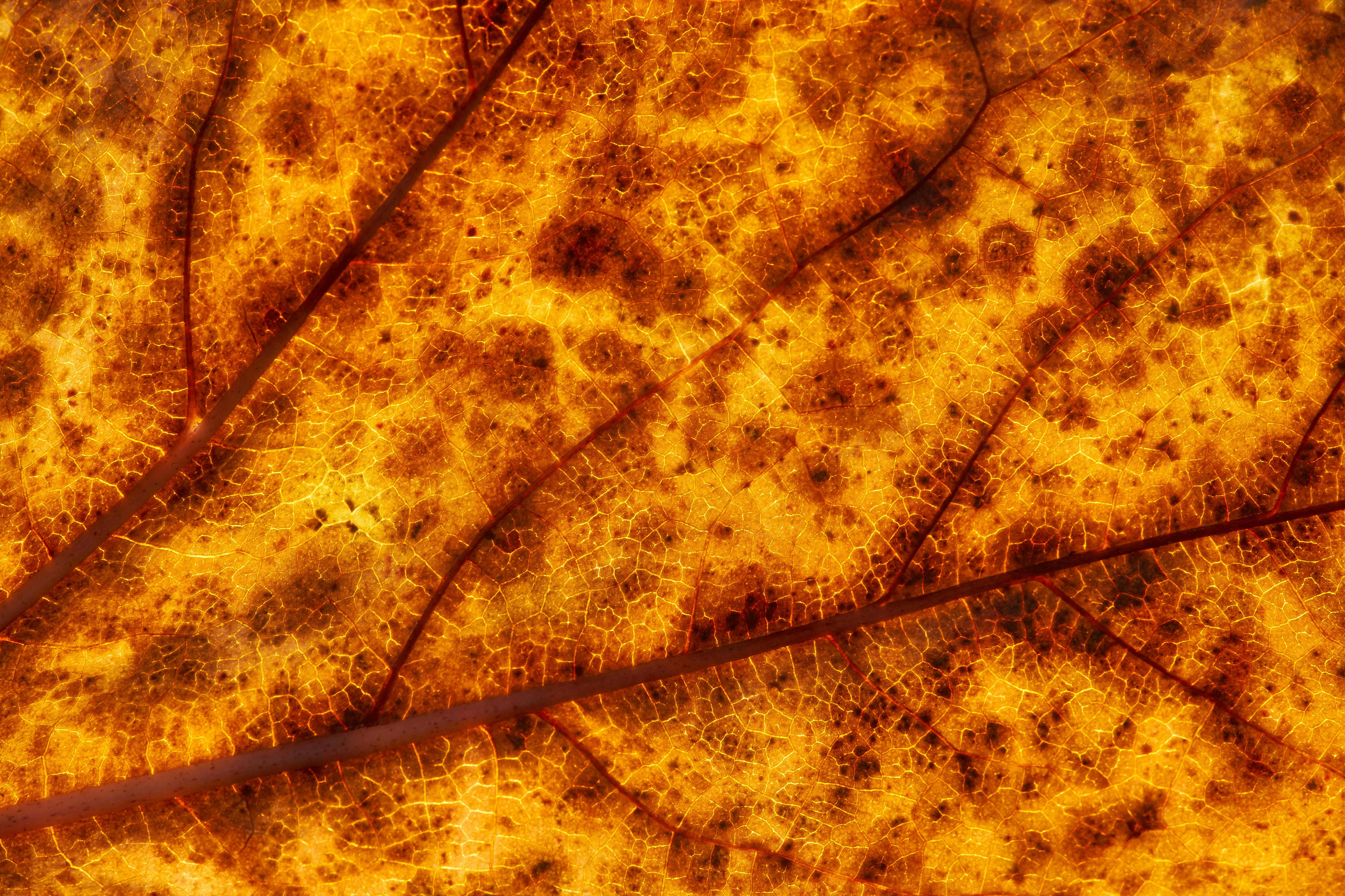 Backlit Dried Autumn Leaf Veins