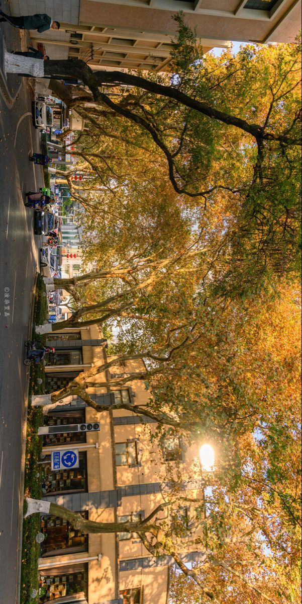 Autumn Tree-Lined Urban Street