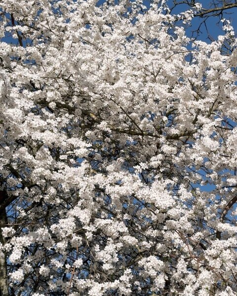 Blooming White Tree Against Blue Sky