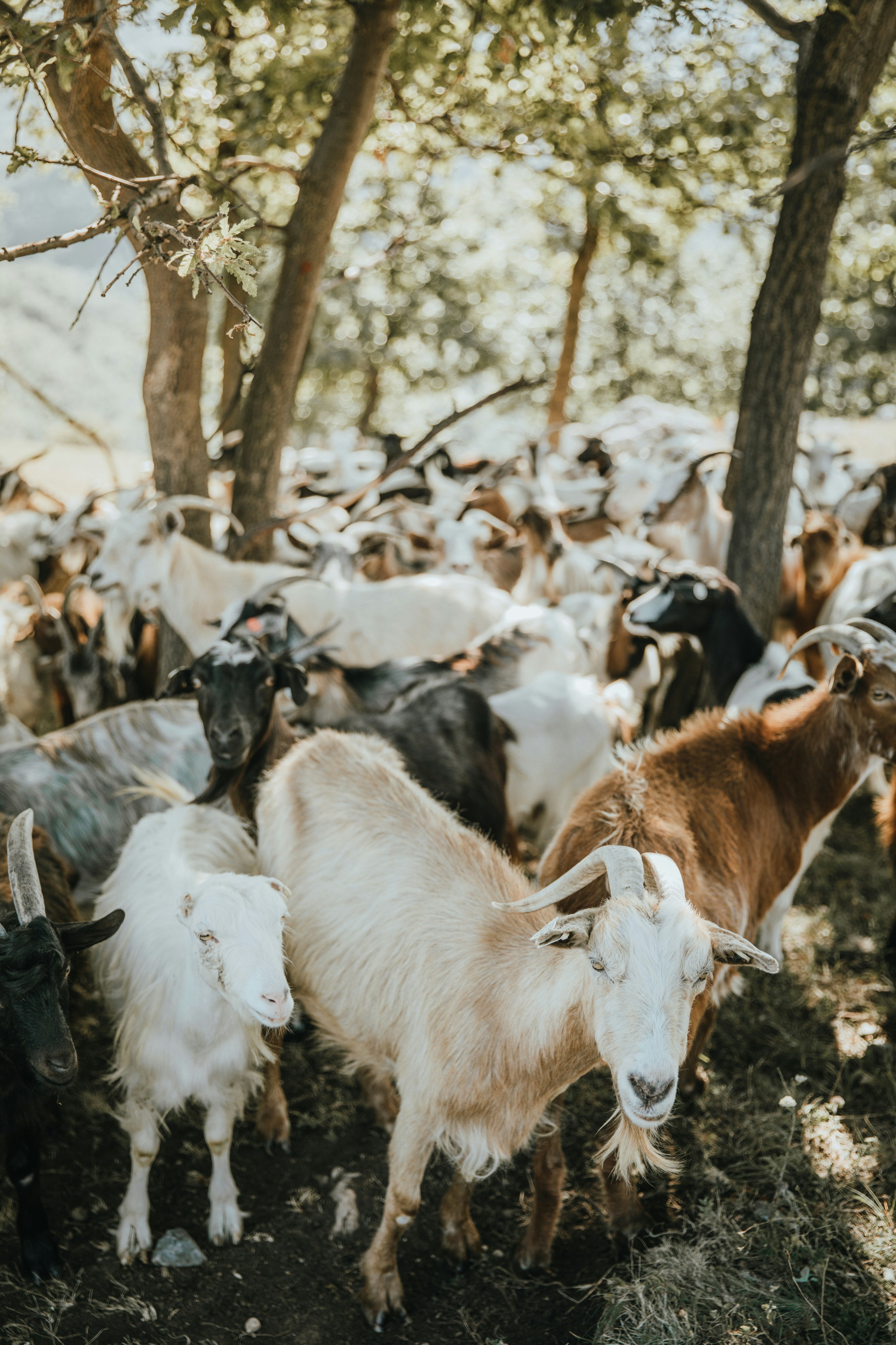 Flock of Goats Under Shade Trees
