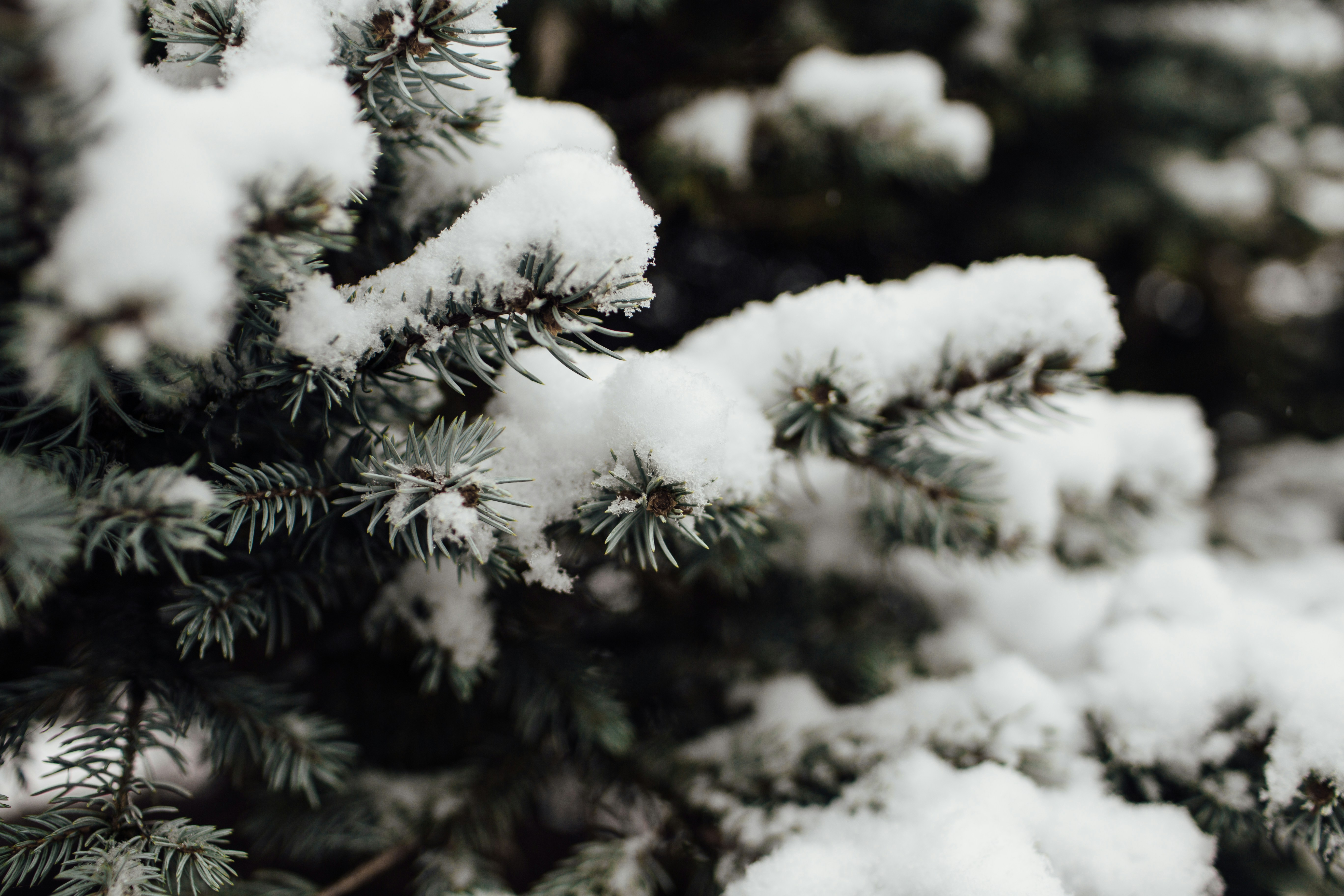 Snow Covered Pine Branches