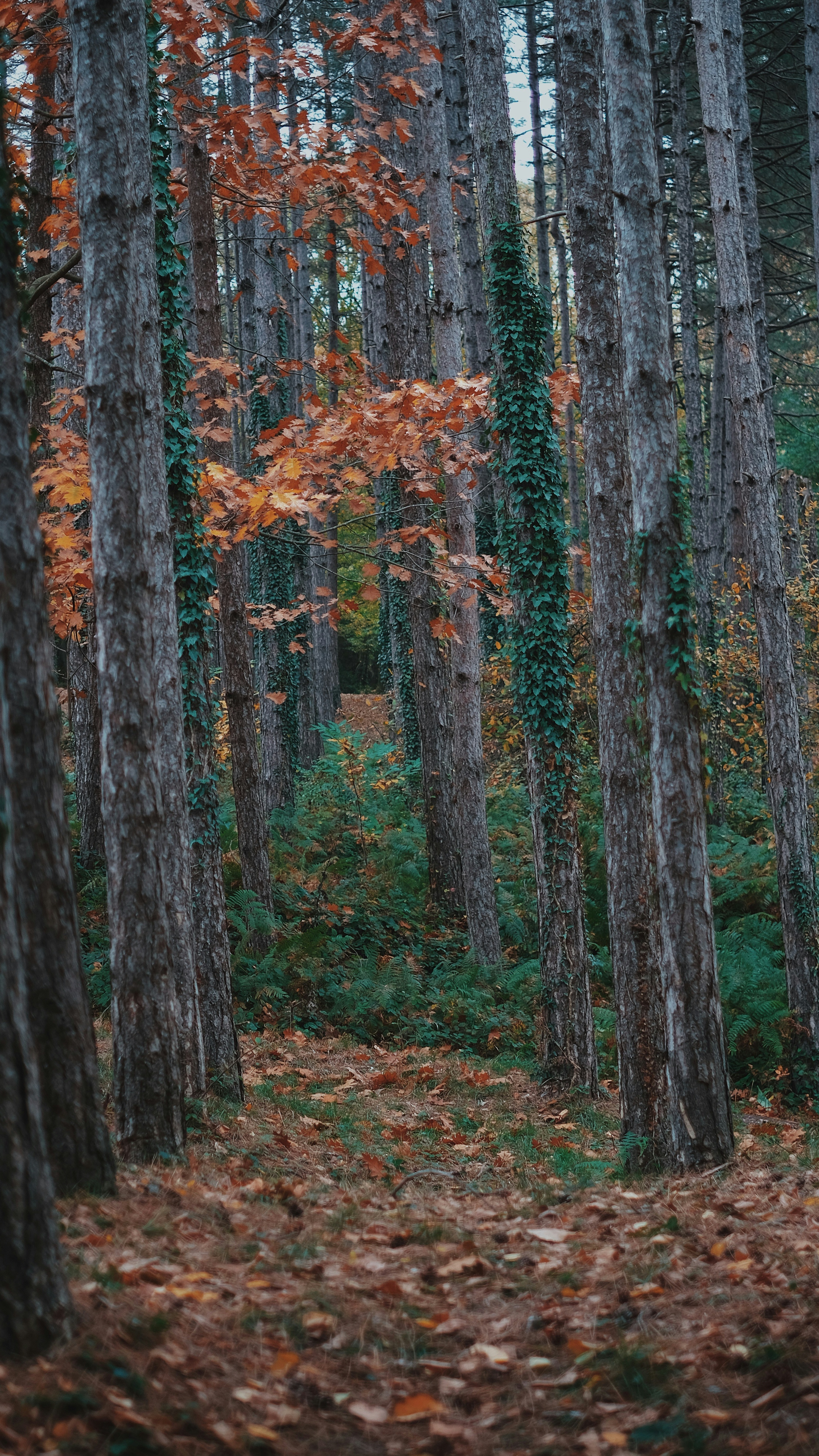 Wallpapers