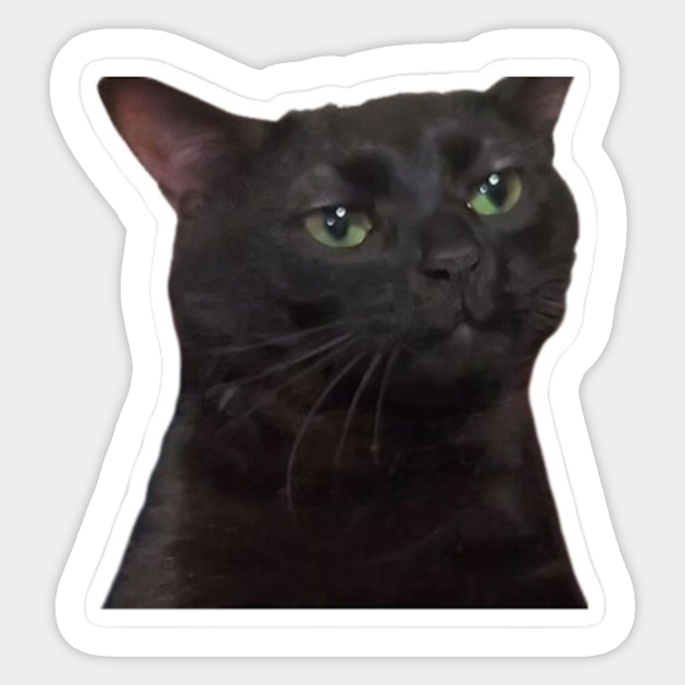 Black Cat With Thick Eyebrows