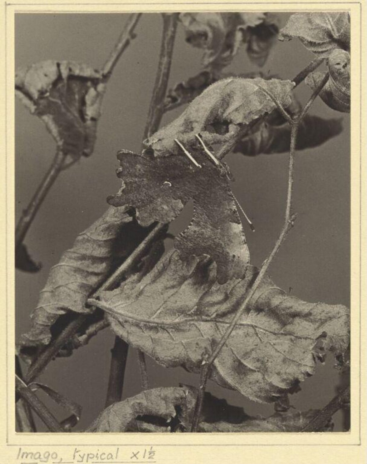 Camouflaged Moth on Dried Leaves