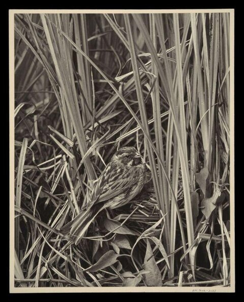 Sparrow Perched Among Tall Reeds
