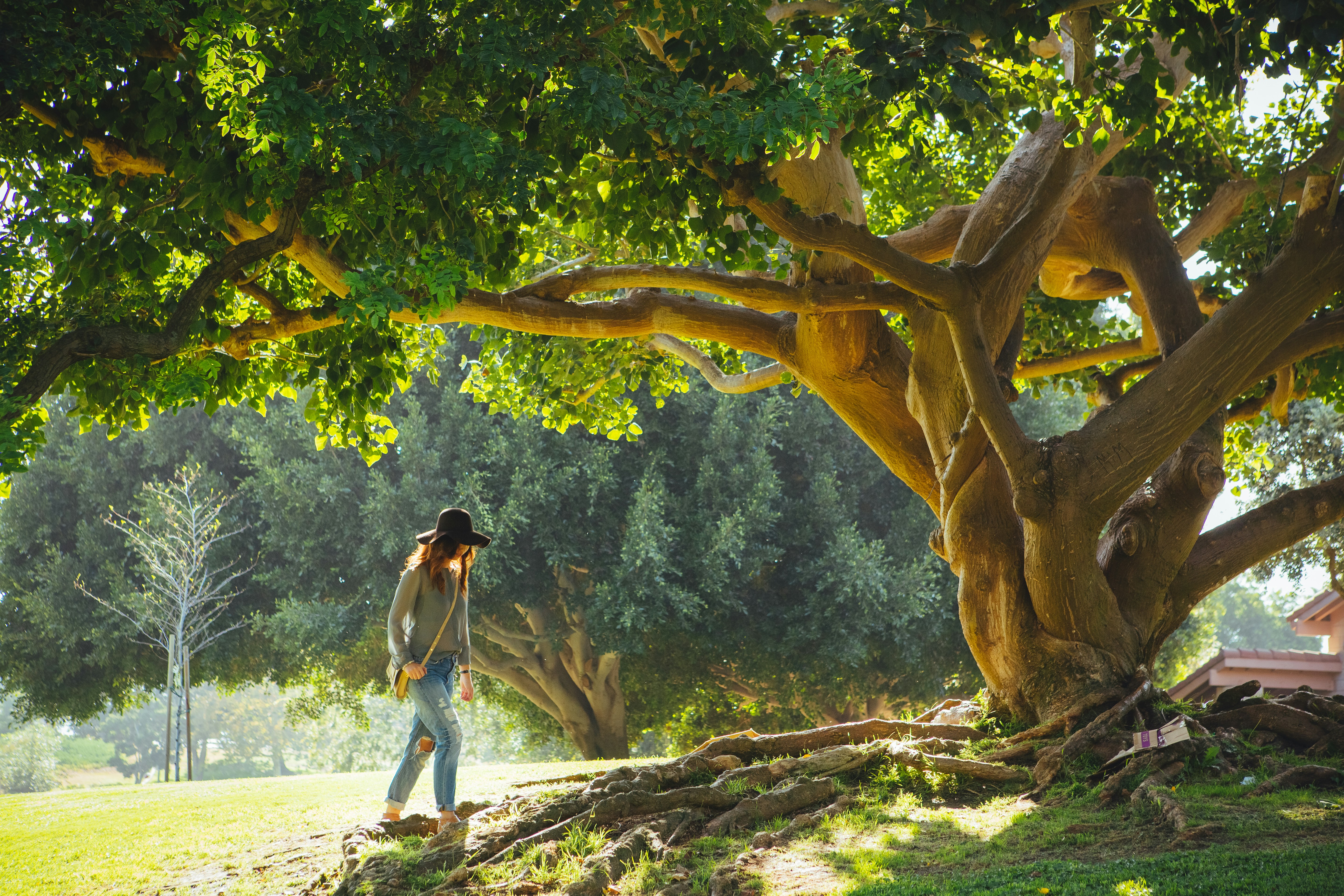 Woman Strolling Under Giant Park Tree
