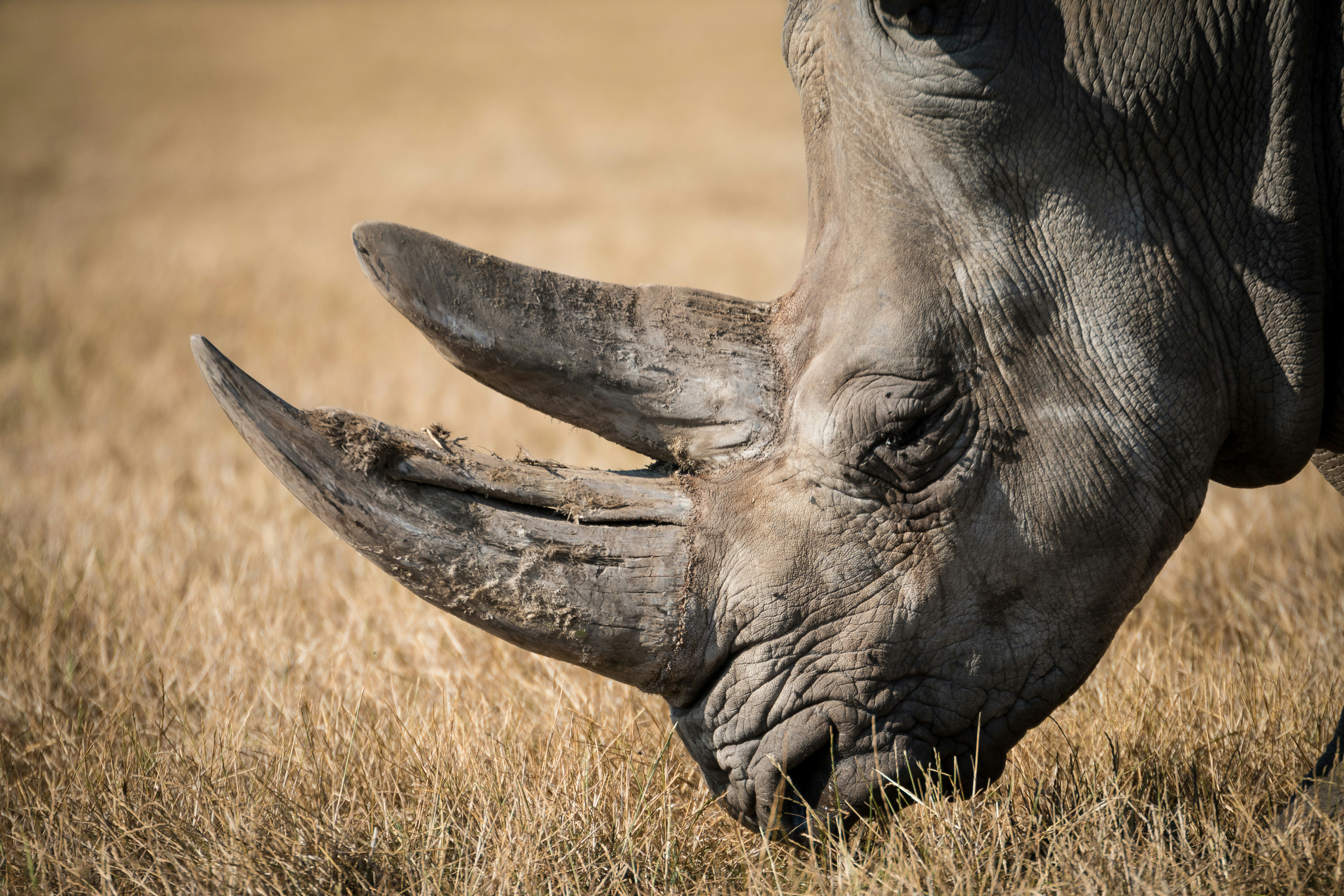 Dehorned White Rhino Grazing