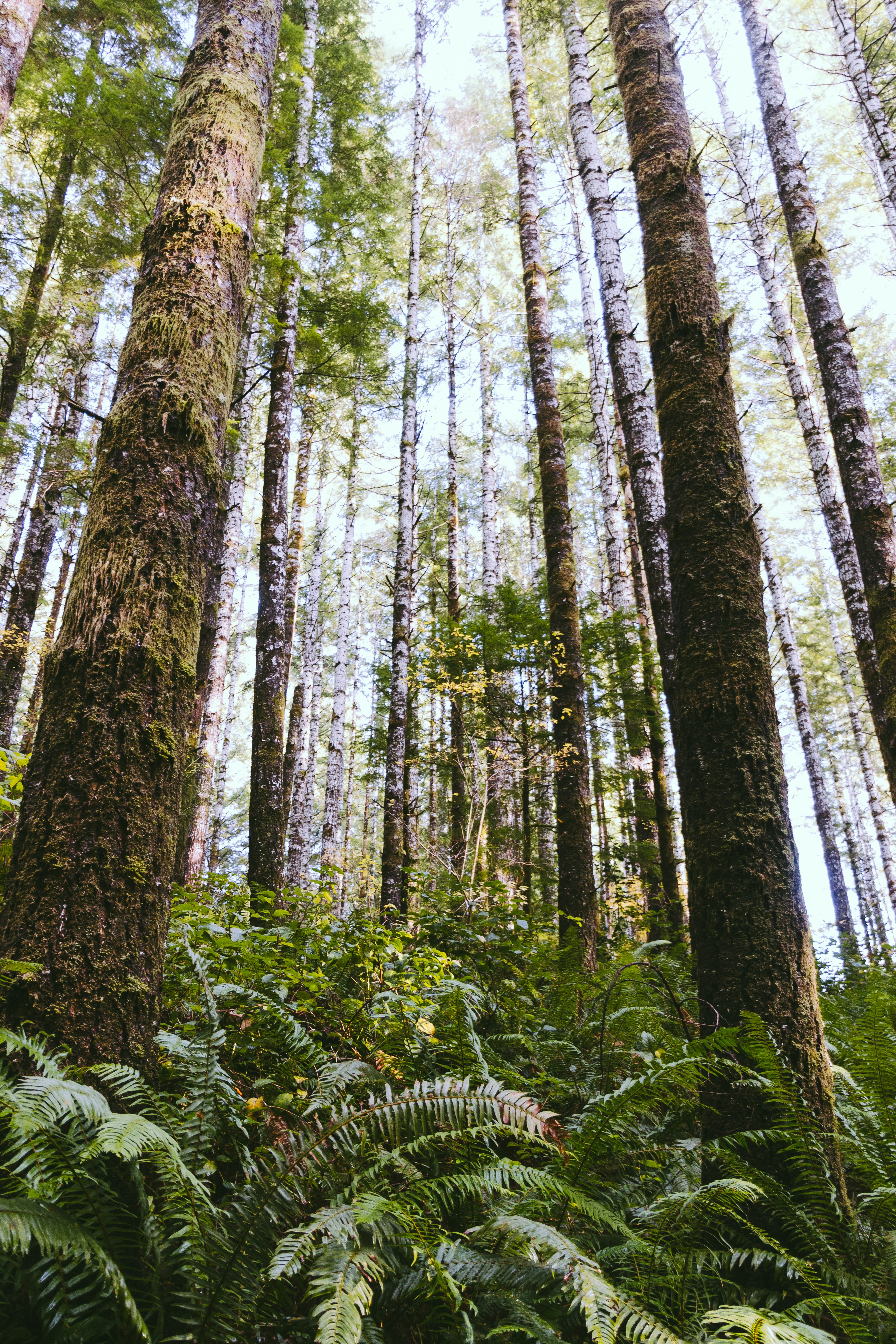 Tall Trees in Old Growth Forest