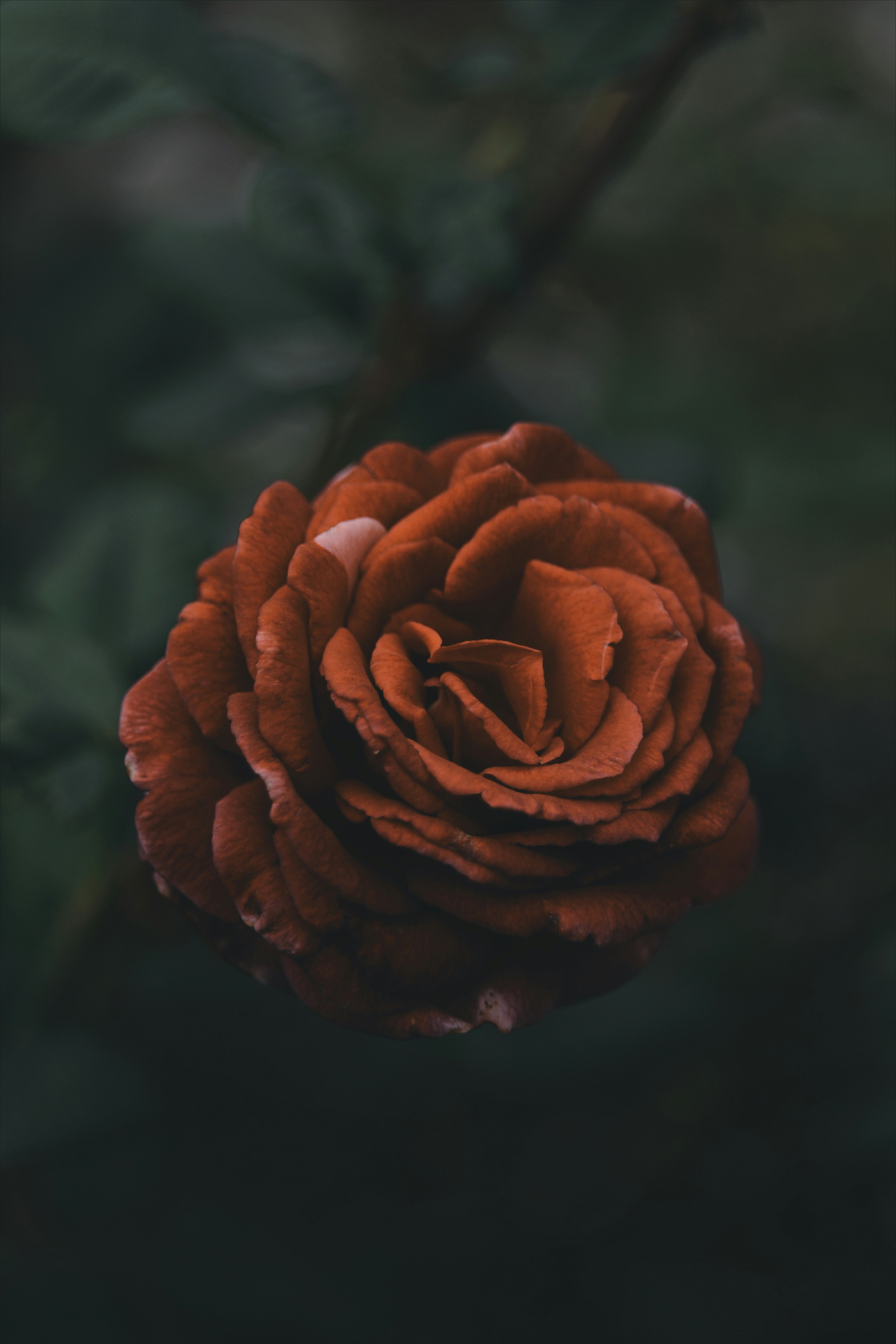 Close Up of Brown Rose