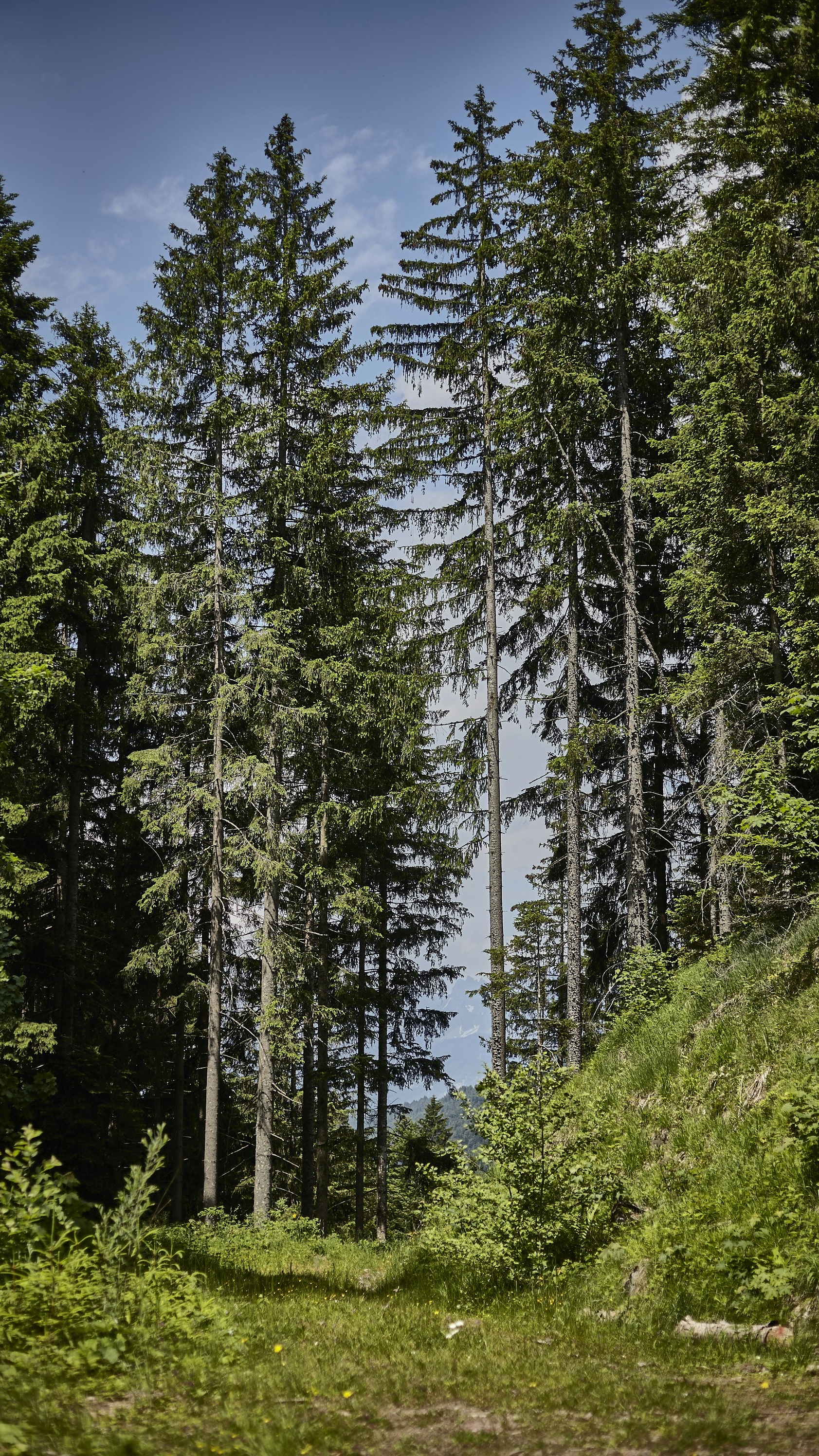 Wallpapers
